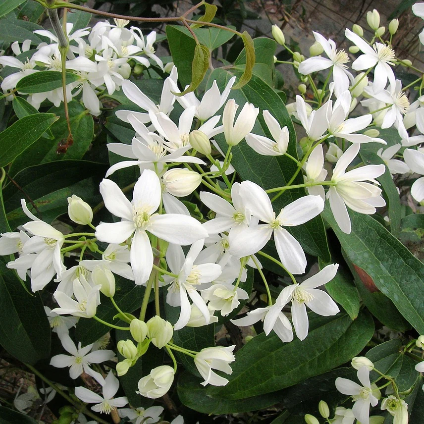 Clématite armandii