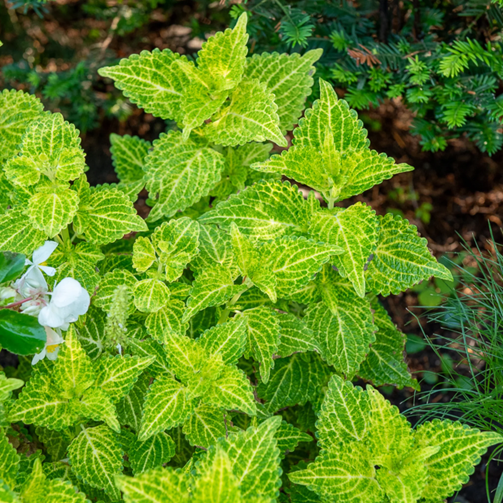 Coleus Electric Lime