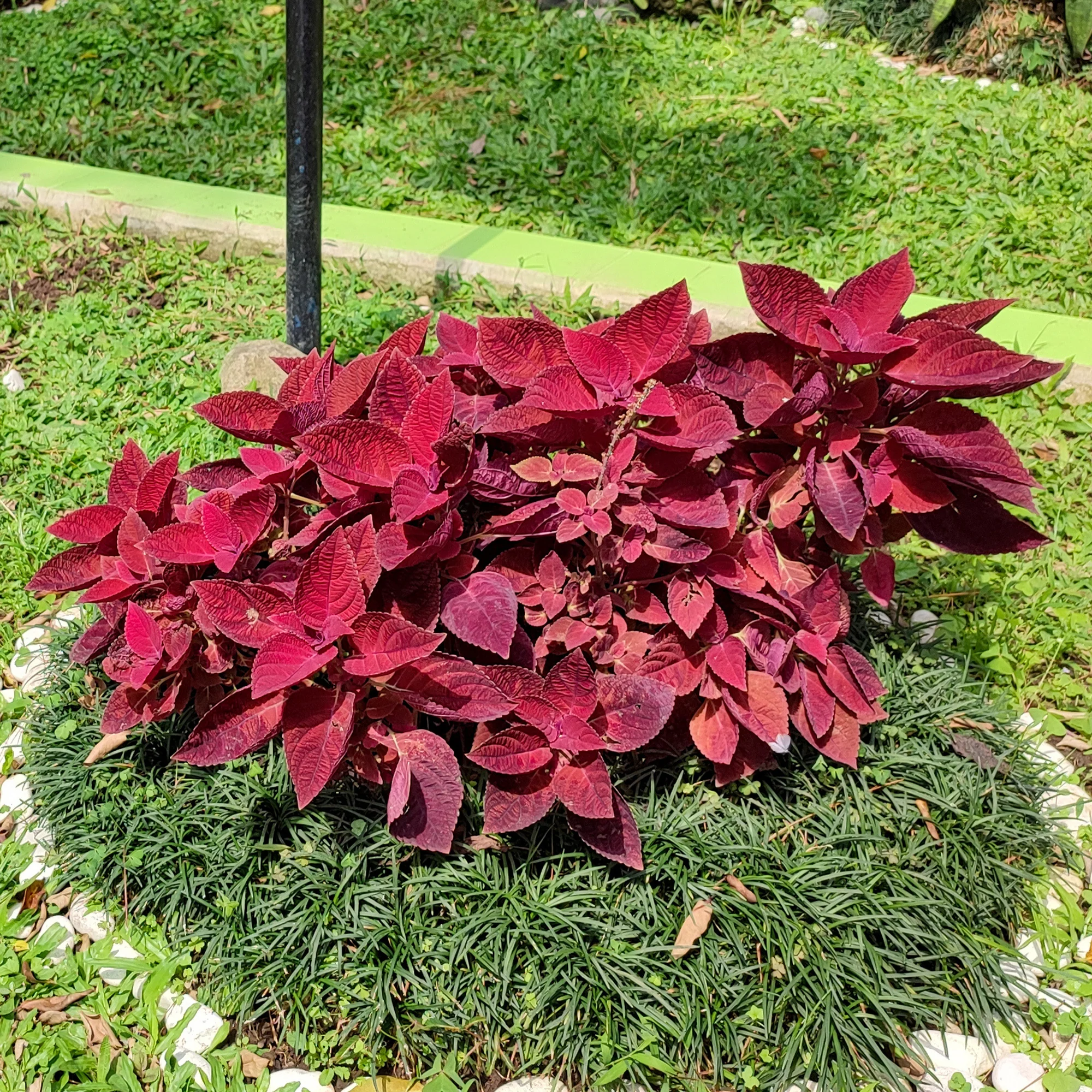 Coleus Red Head - Image 2