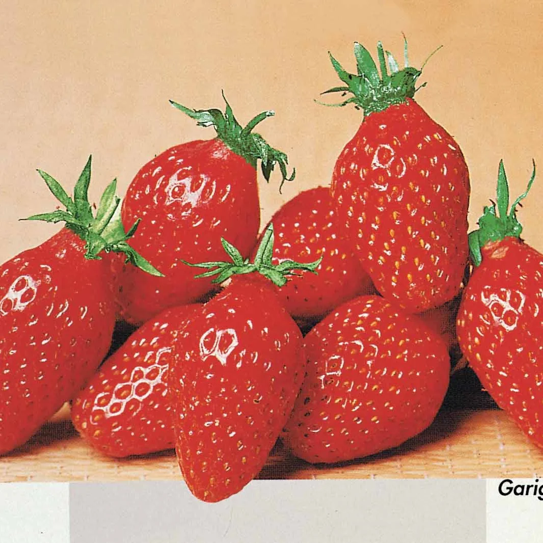 Collection de 60 fraises de 6 mois : Mara des Bois, Maestro, Gariguette - Image 3
