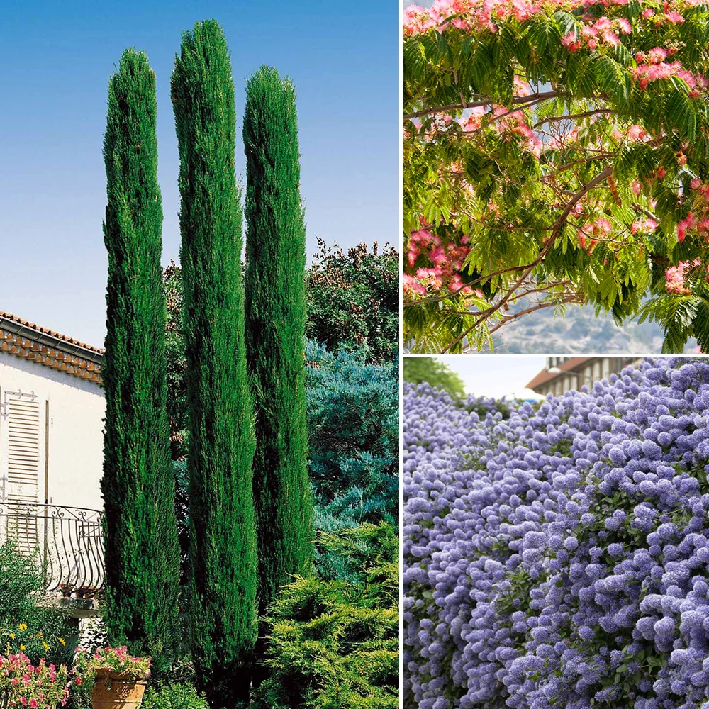 Collection de 3 arbustes : cyprès, céanothe, albizia