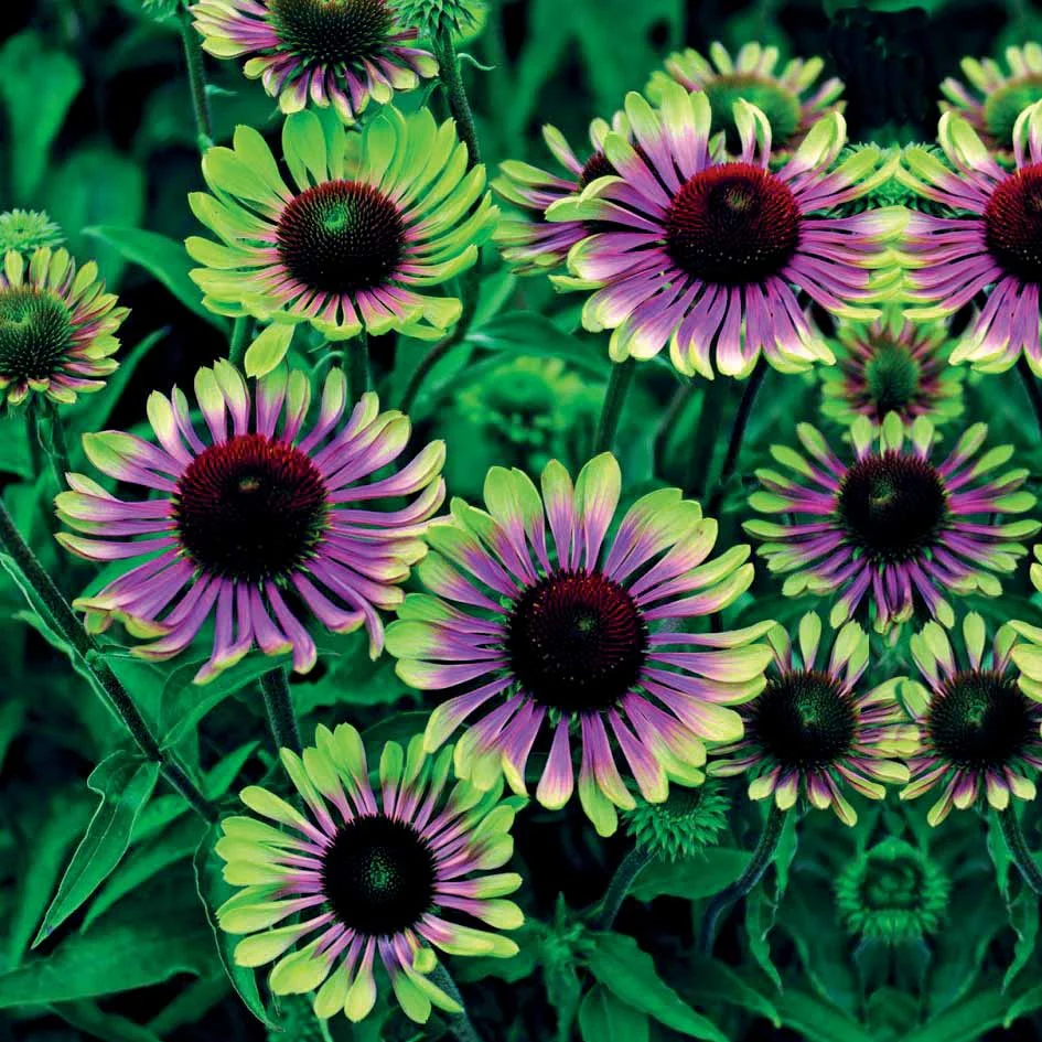 Collection de 10 plantes vivaces contemporaines et méllifères - Image 2