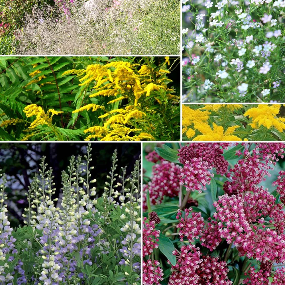 Collection de 12 plantes vivaces hautes pour bordures et bouquets