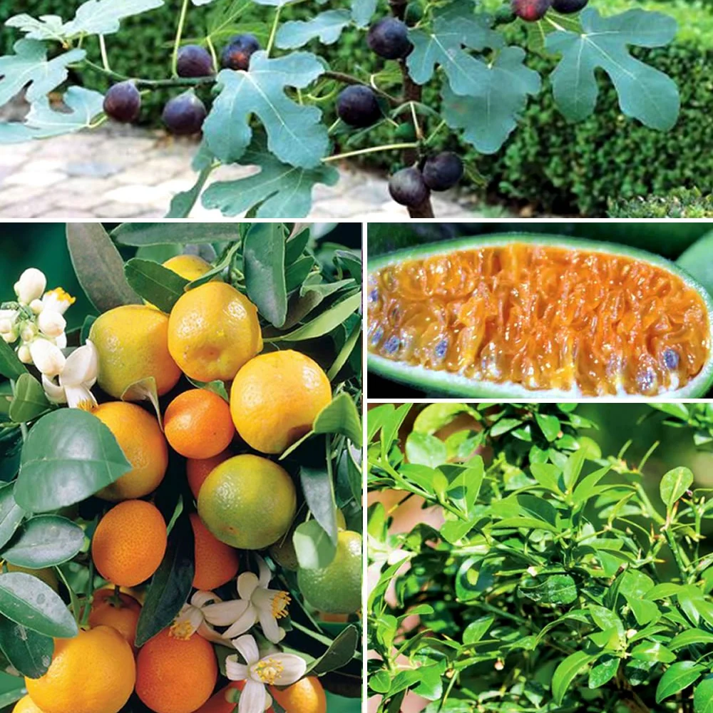 Collection de 3 mini-fruitiers pour terrasses méditerranéennes
