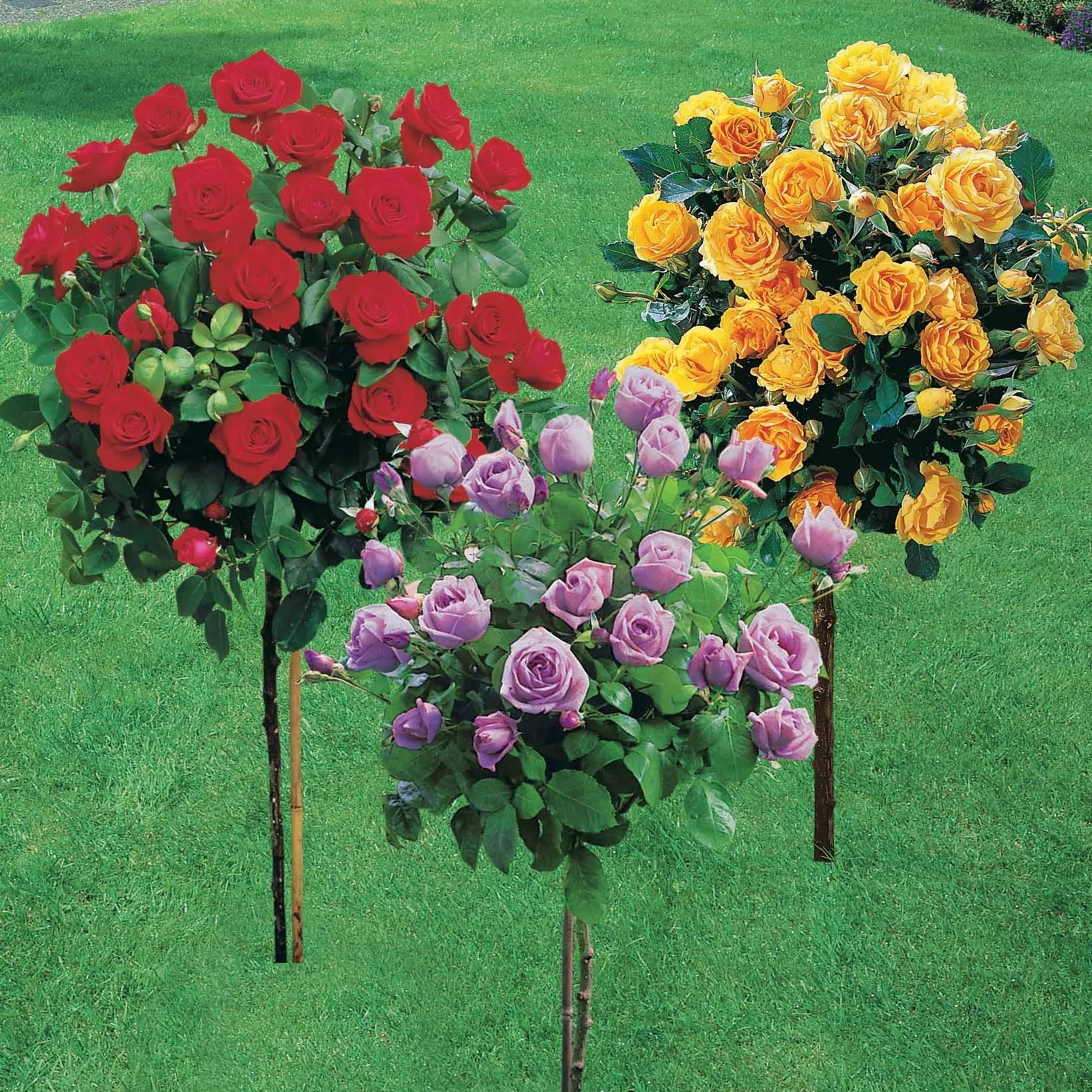 Collection de 3 Rosiers sur tige (Sunsilk, Dame de Coeur, Walztime) - Image 2