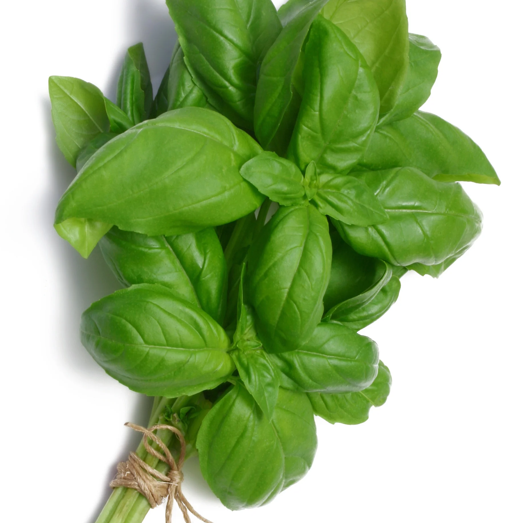 Collection de 4 Plants Aromatiques basilic, ciboulette, persil, thym - Image 2
