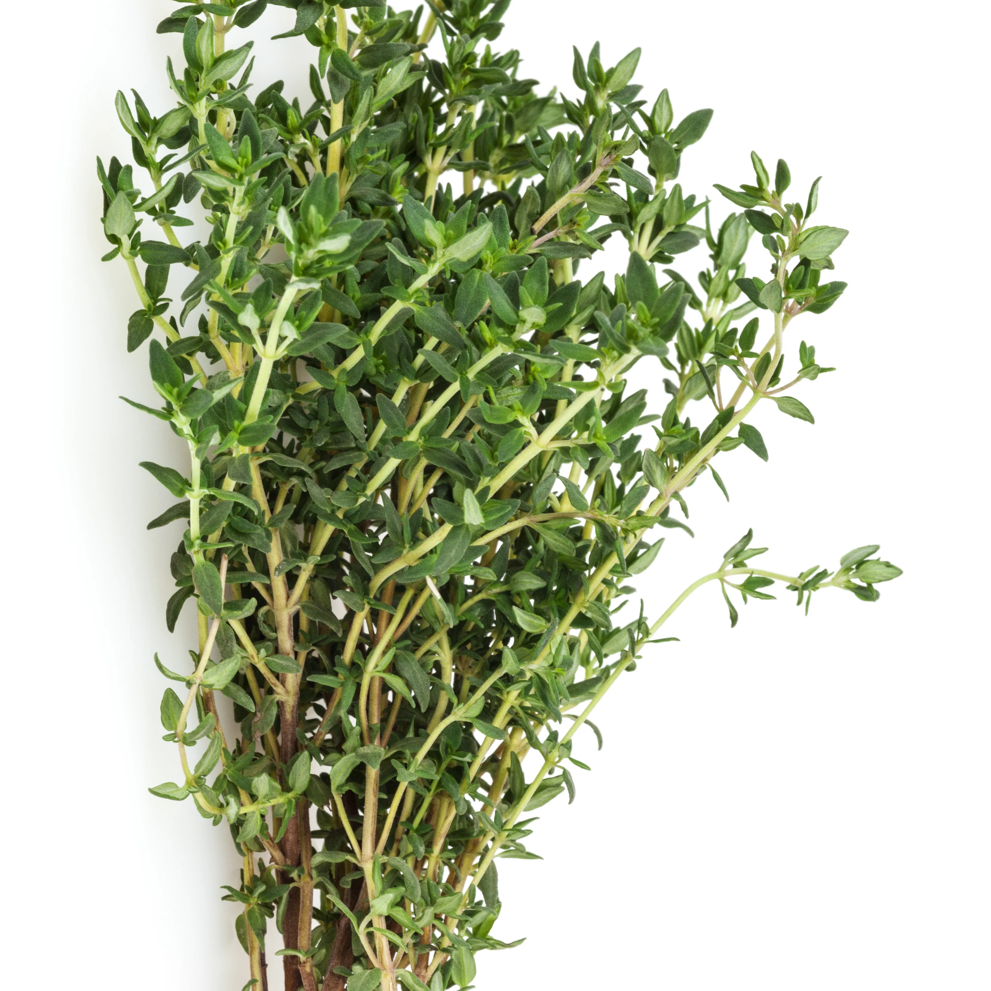 Collection de 4 Plants Aromatiques basilic, ciboulette, persil, thym - Image 5