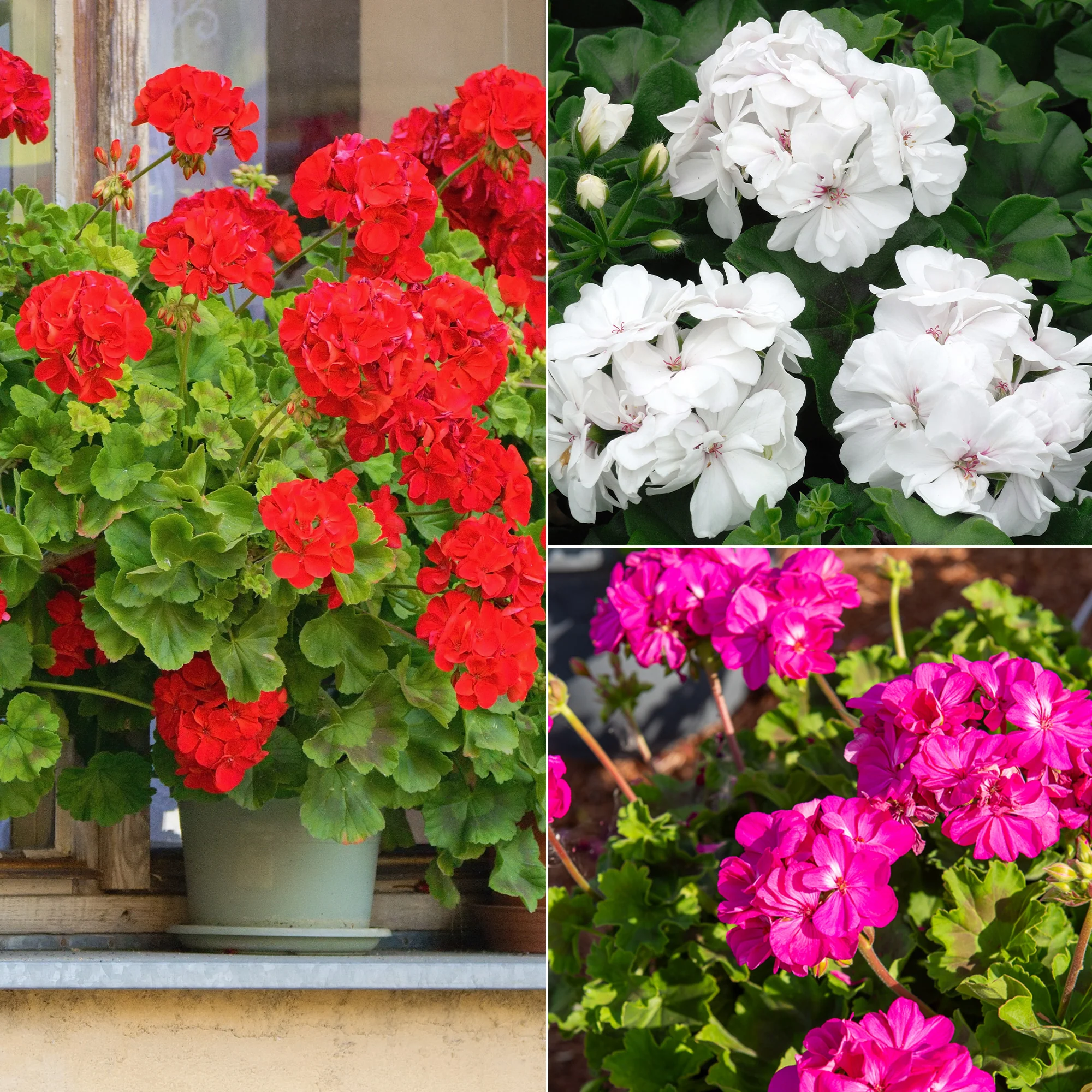 Collection de 6 Géraniums : rouges, blancs, Dark Lilac