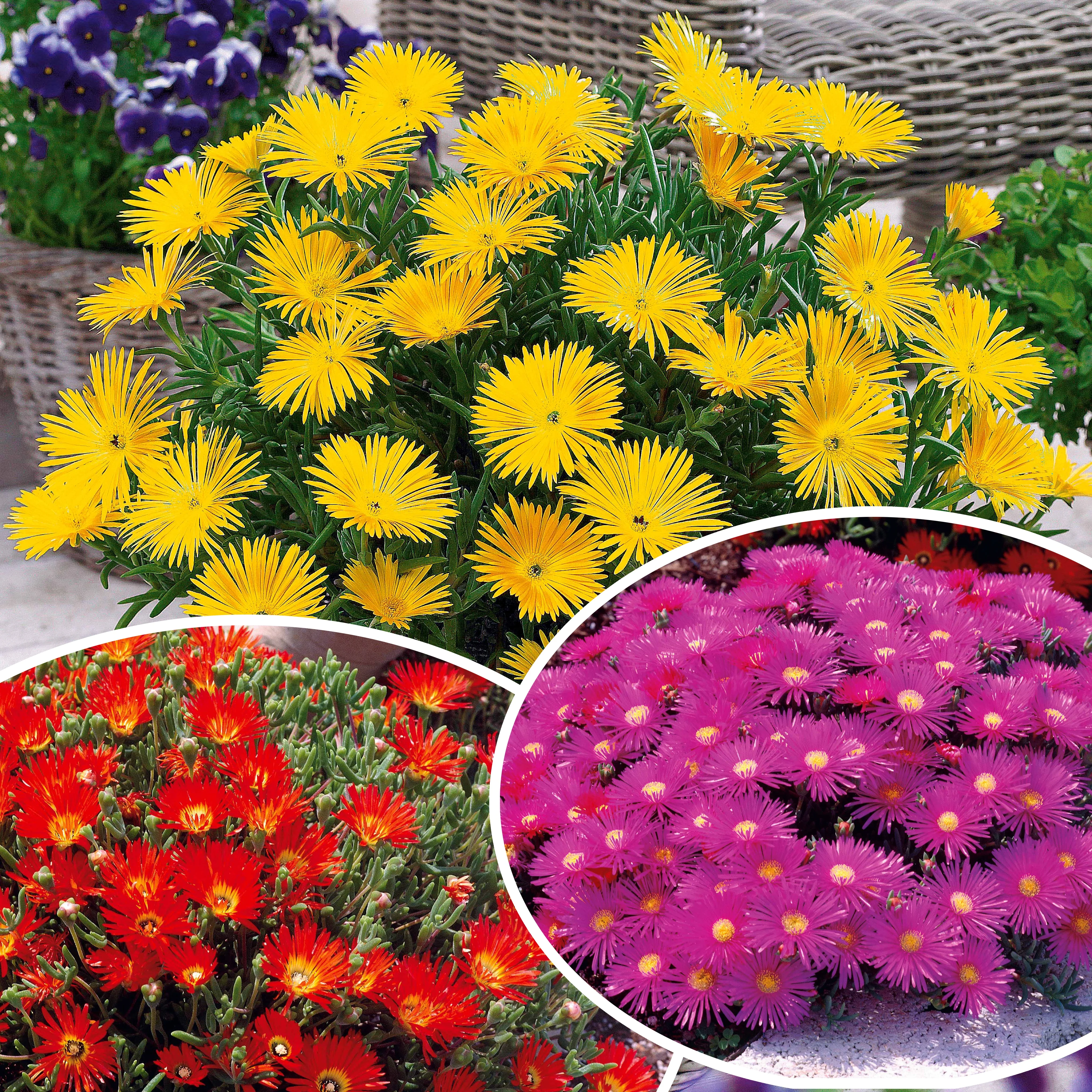 Collection de 6 Ficoïdes : jaunes, violettes, rouges