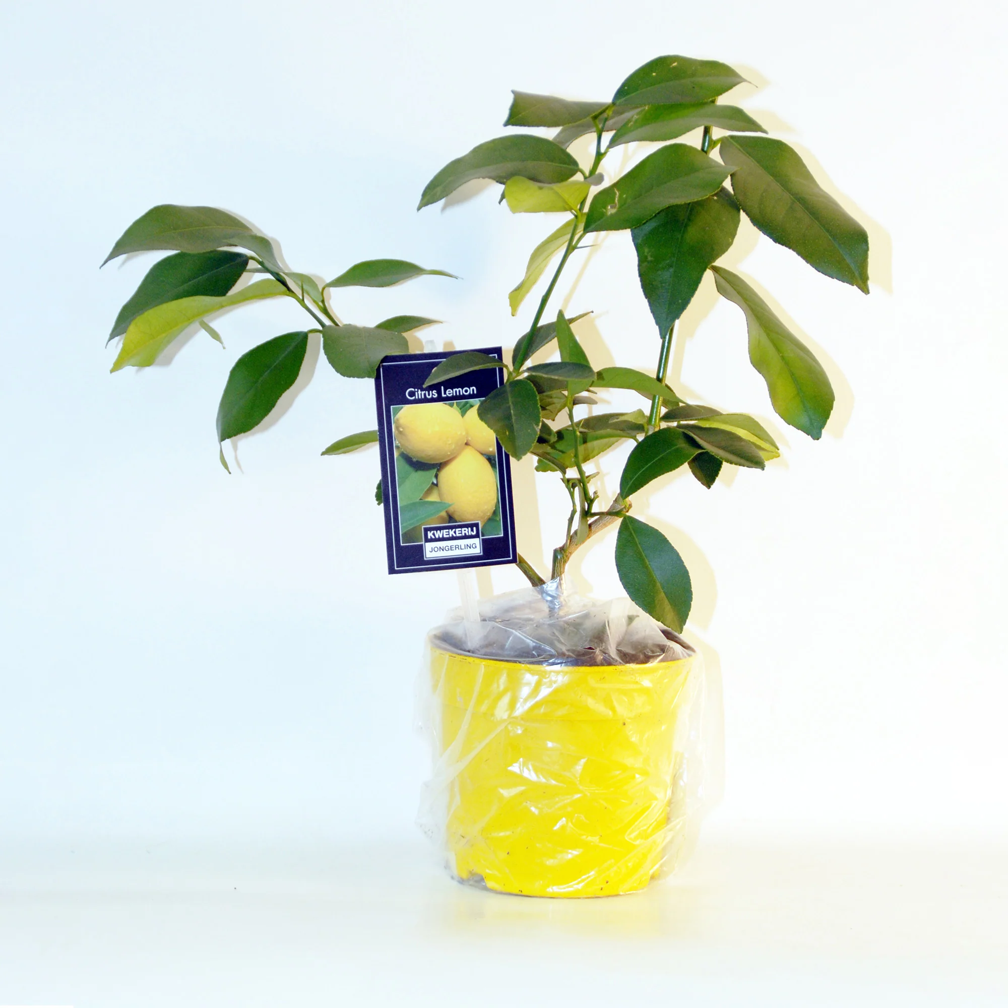 Collection de 2 Kumquat et Citronnier - Image 4
