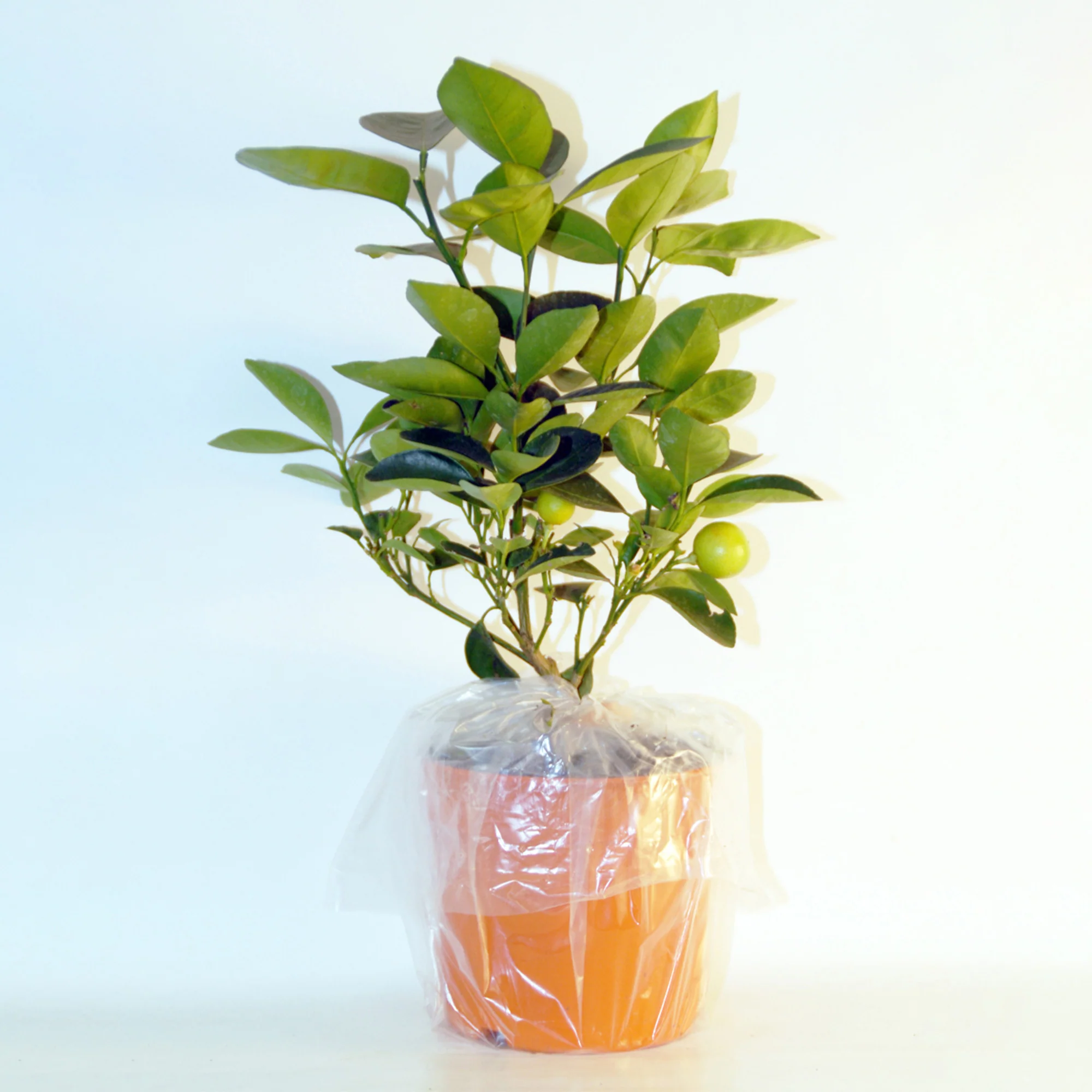 Collection de 2 Kumquat et Citronnier - Image 5