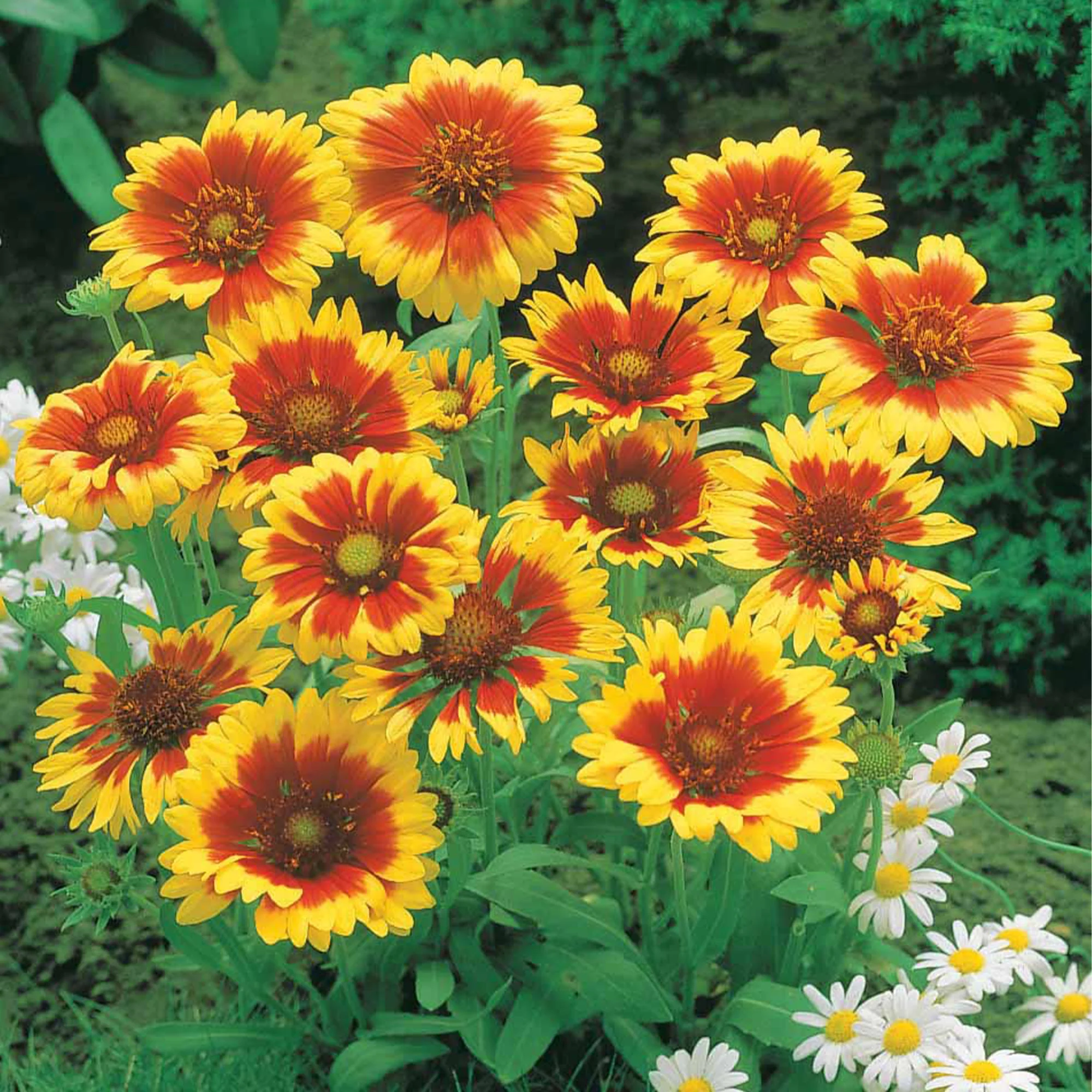 Collection de 6 Marguerites colorées - Image 2