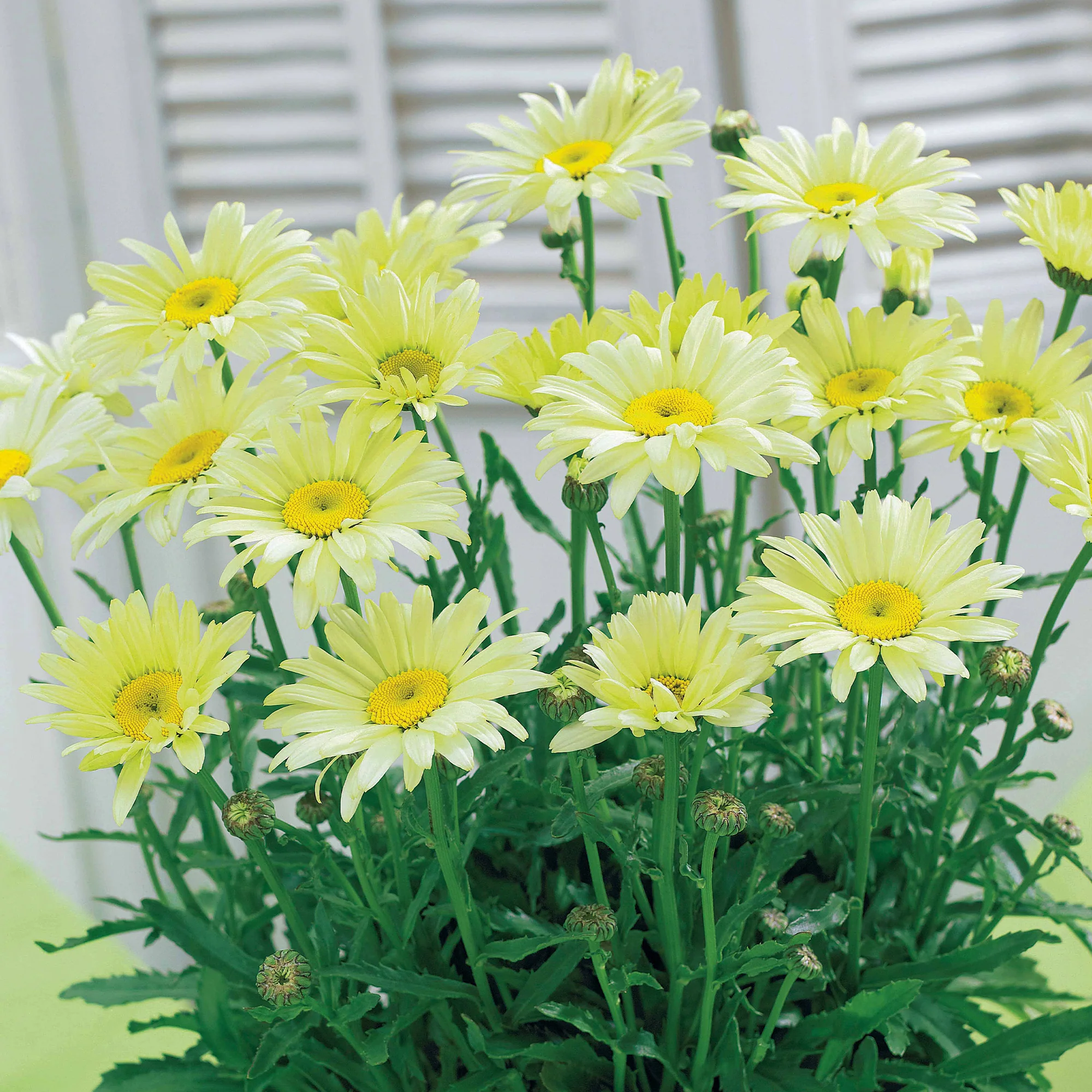Collection de 6 Marguerites colorées - Image 4