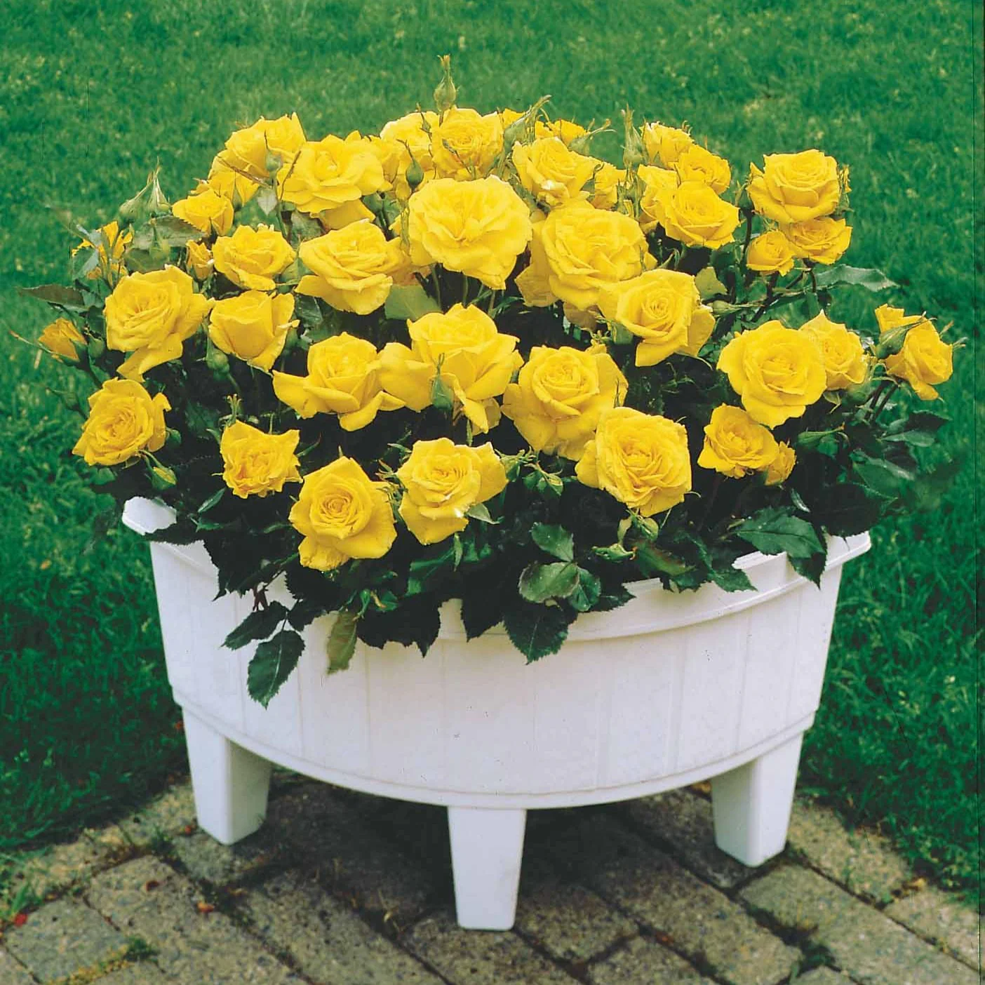 Collection de 3 mini-rosiers Randilla : rouge, jaune , rose - Image 4