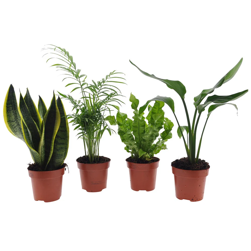 Collection de 4 plantes d'intérieur vertes - Image 2