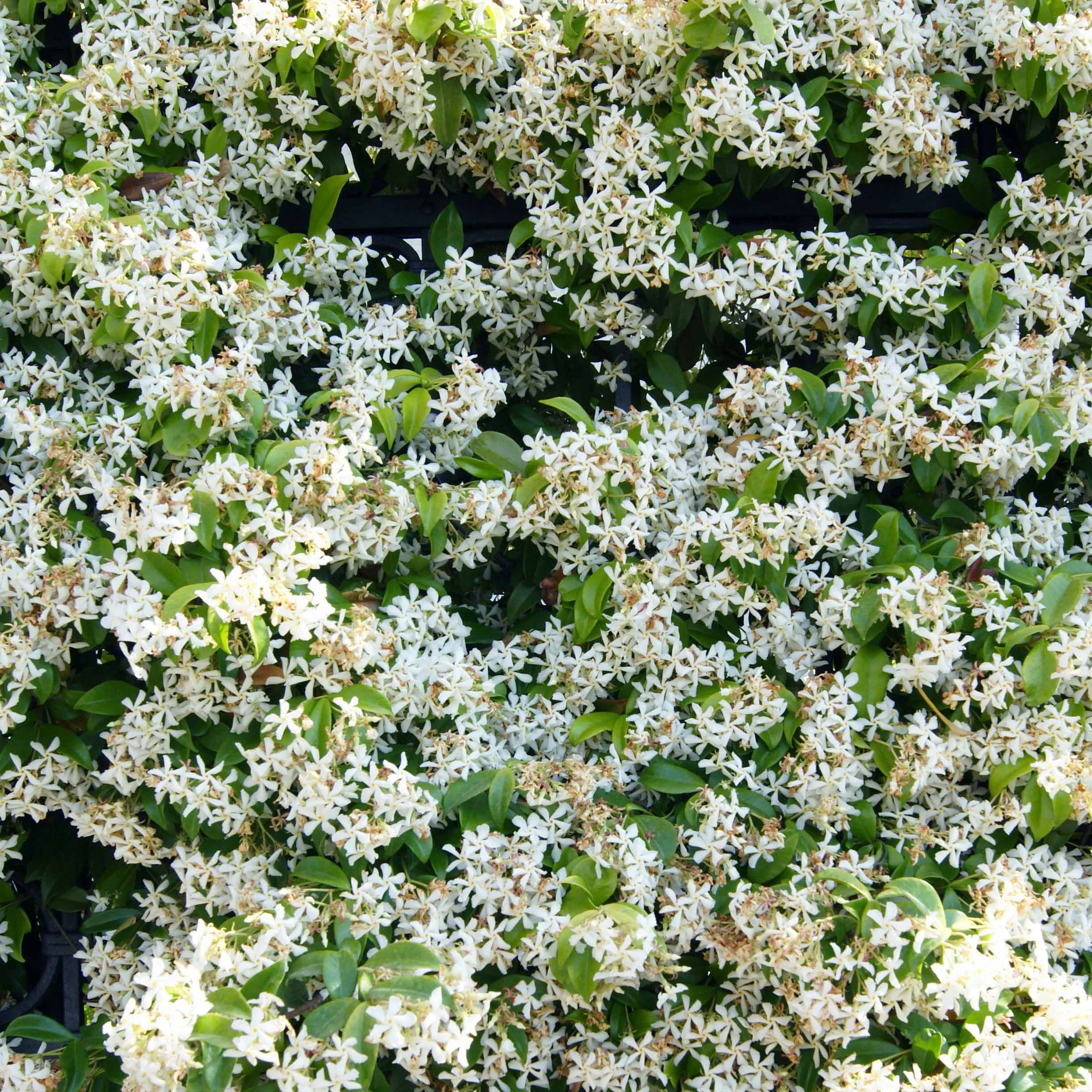 Collection de 3 plantes grimpantes à floraisons abondantes - Image 6