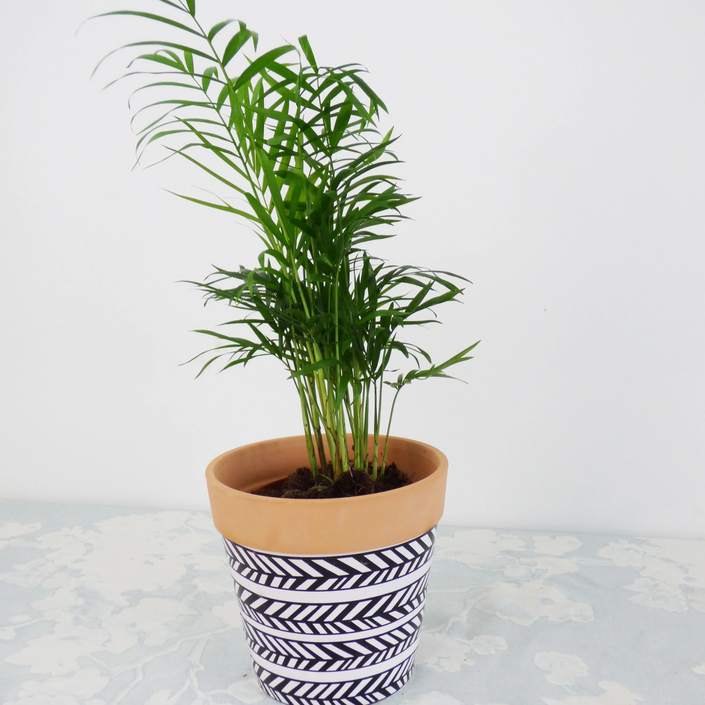 Collection de 3 plantes vertes dépolluantes - Image 4