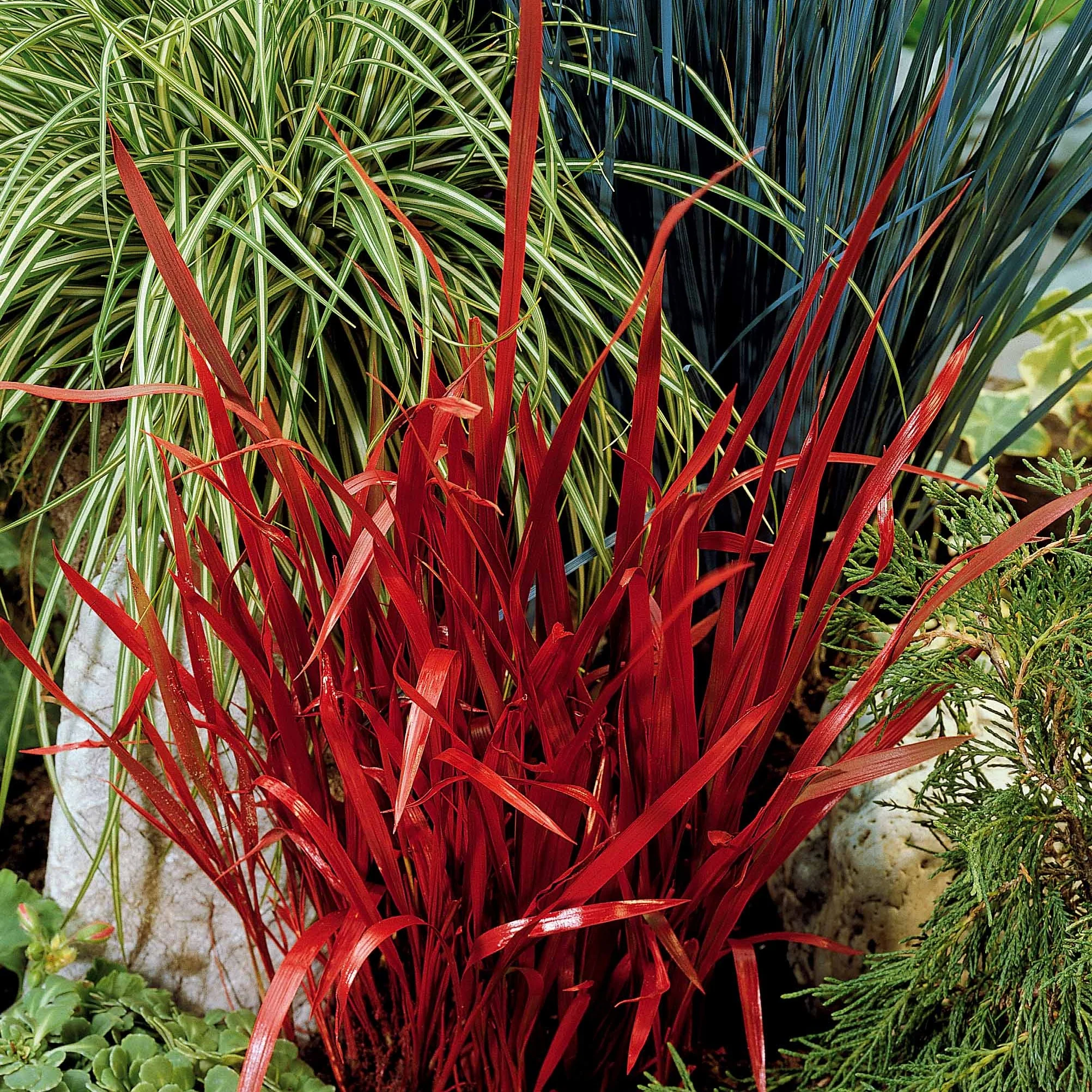 Collection de 7 plantes vivaces à feuillages originaux - Image 3