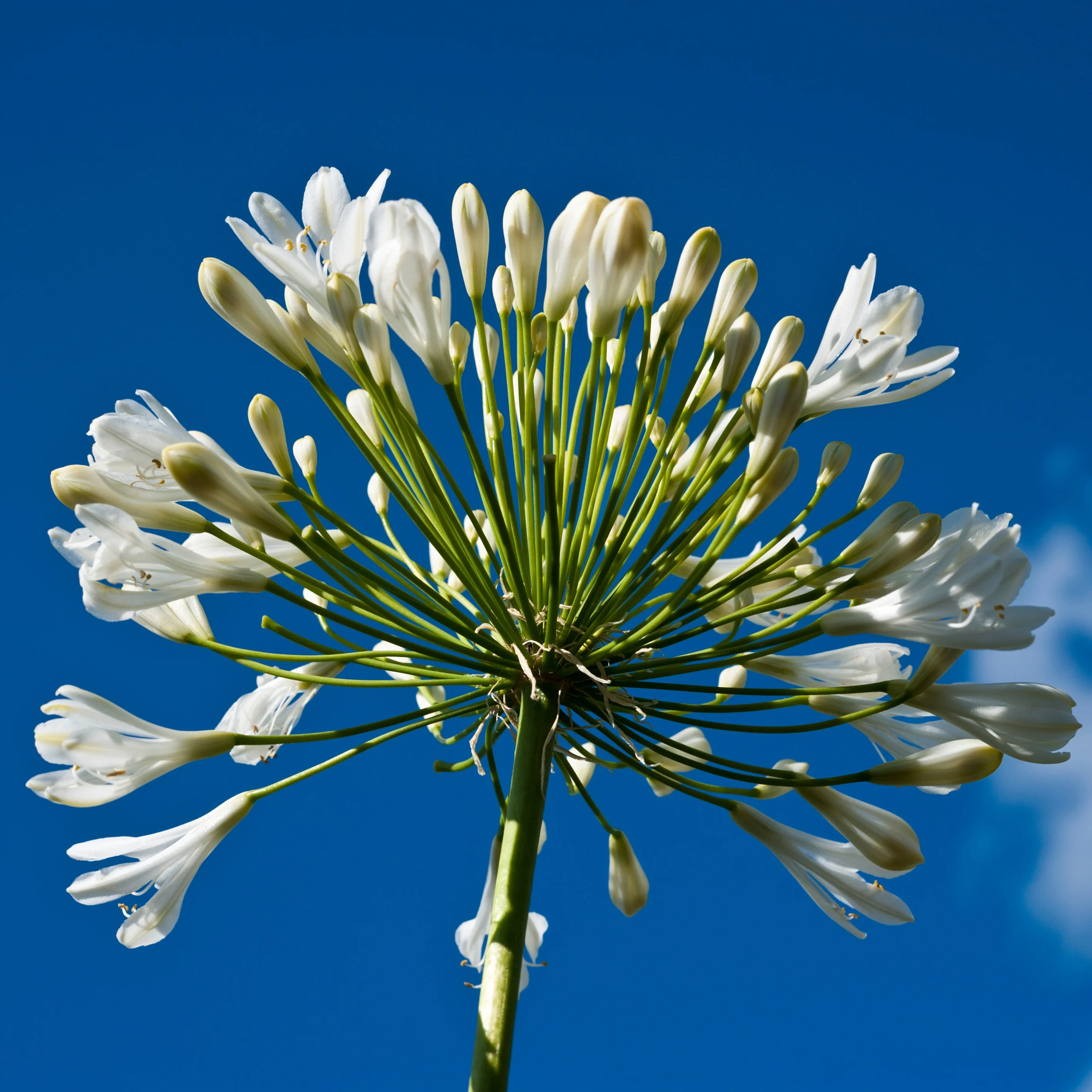 Collection de 9 plantes vivaces à fleurs blanches - Image 2