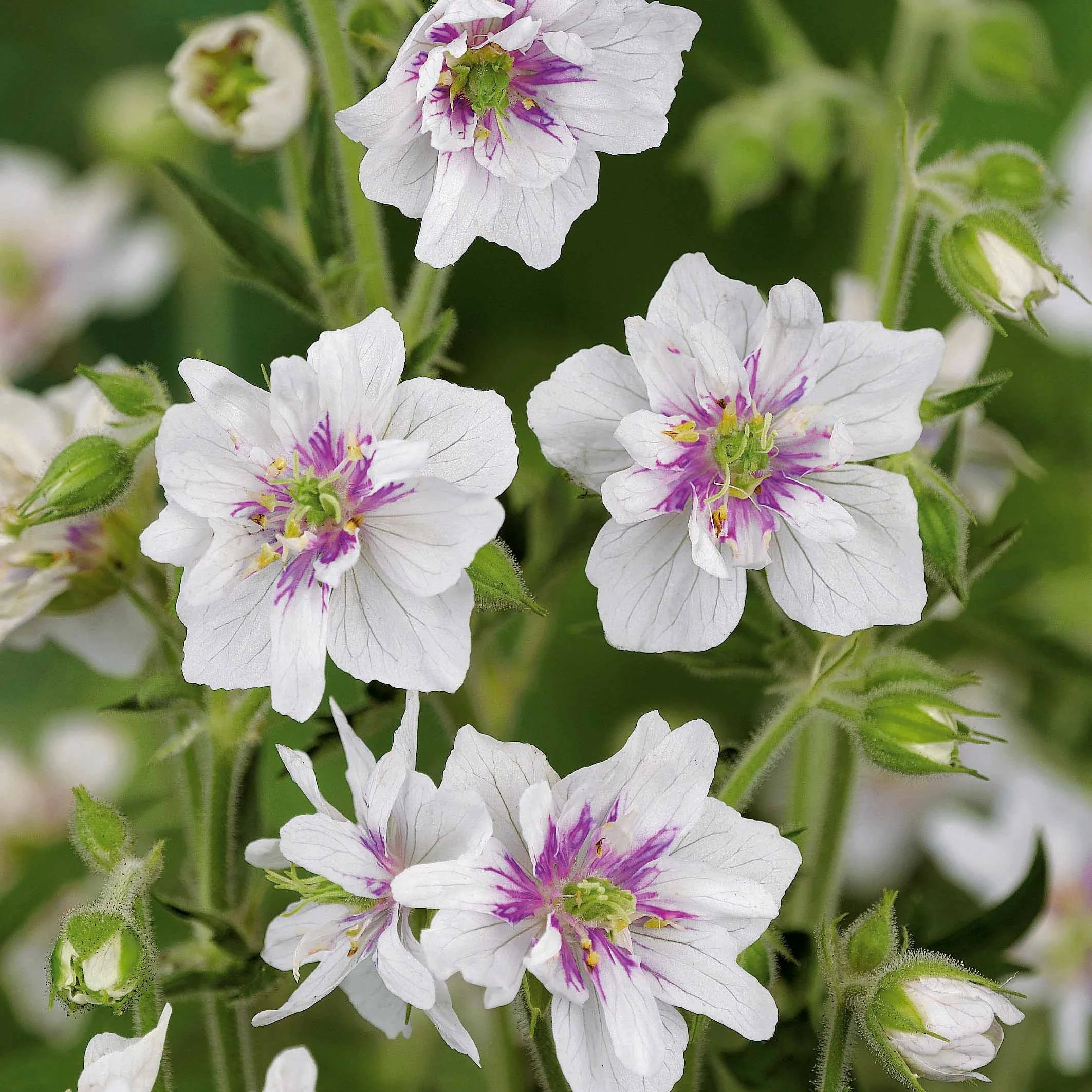 Collection de 9 plantes vivaces à fleurs blanches - Image 8