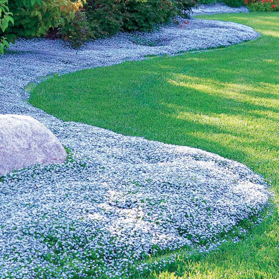 Collection de 12 plantes vivaces à fleurs bleues