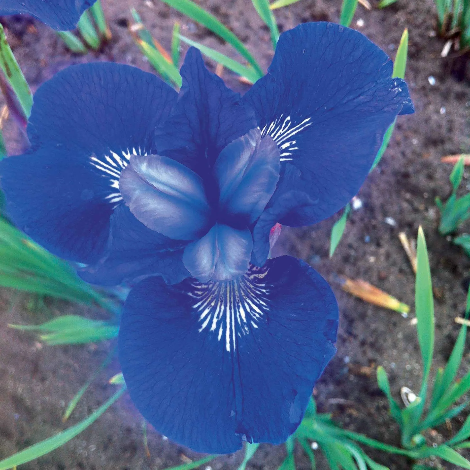Collection de 12 plantes vivaces à fleurs bleues - Image 2