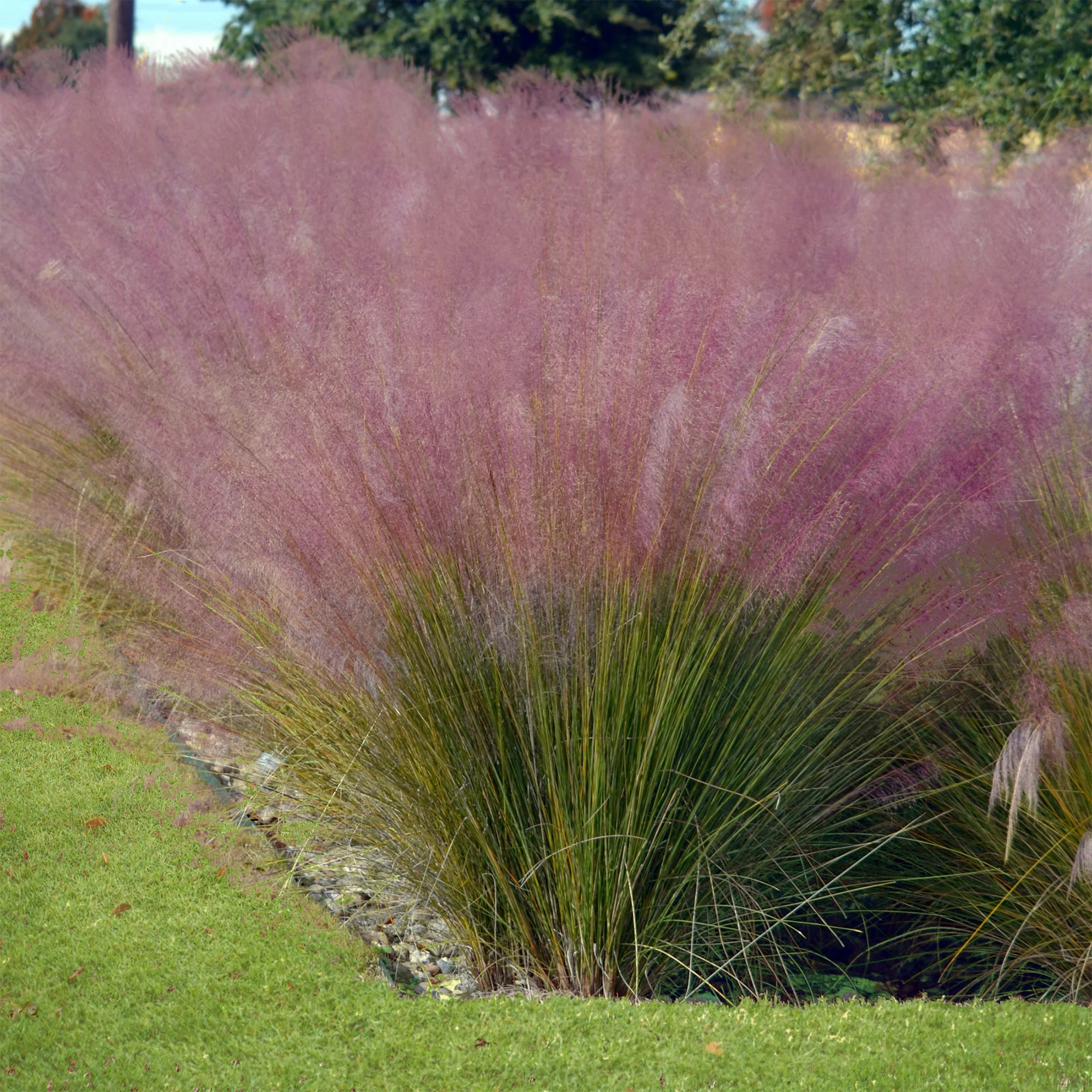 Collection de 6 plantes vivaces pour extérieur moderne - Image 2