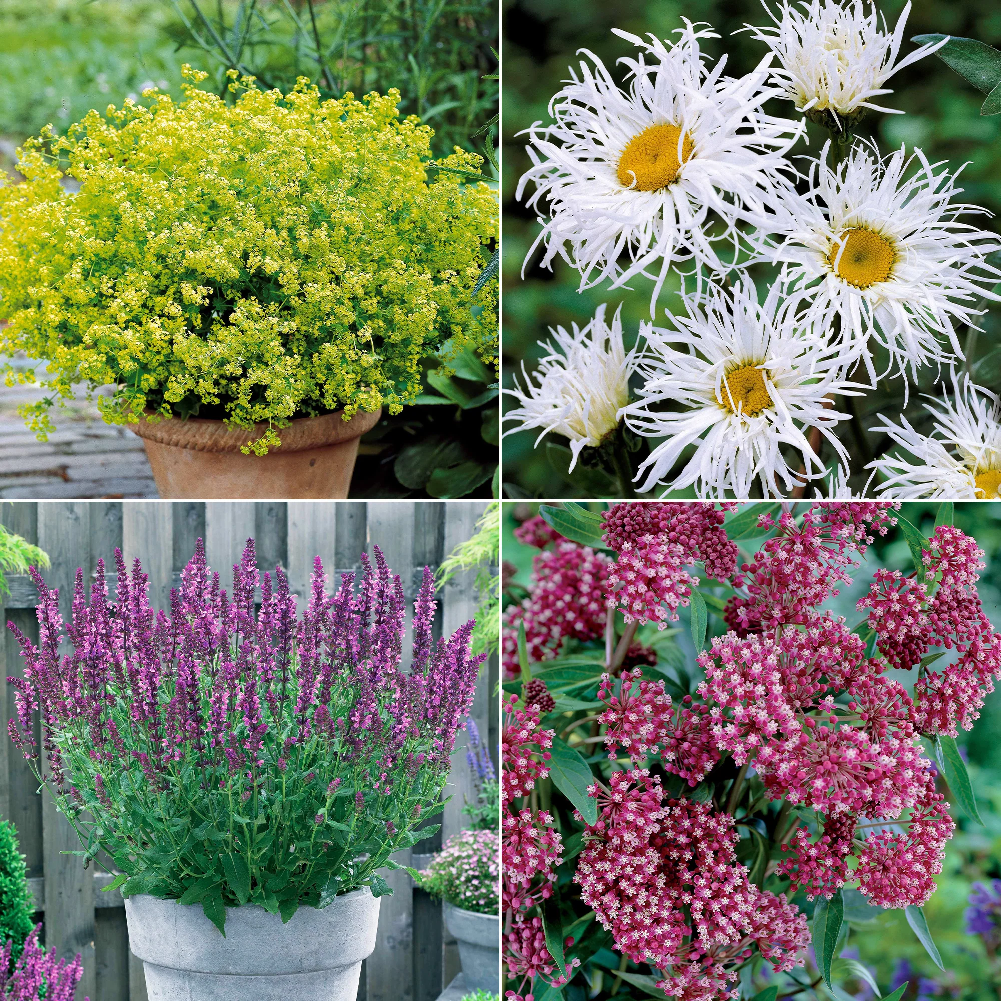 Collection de 12 plantes vivaces pour jardin coloré