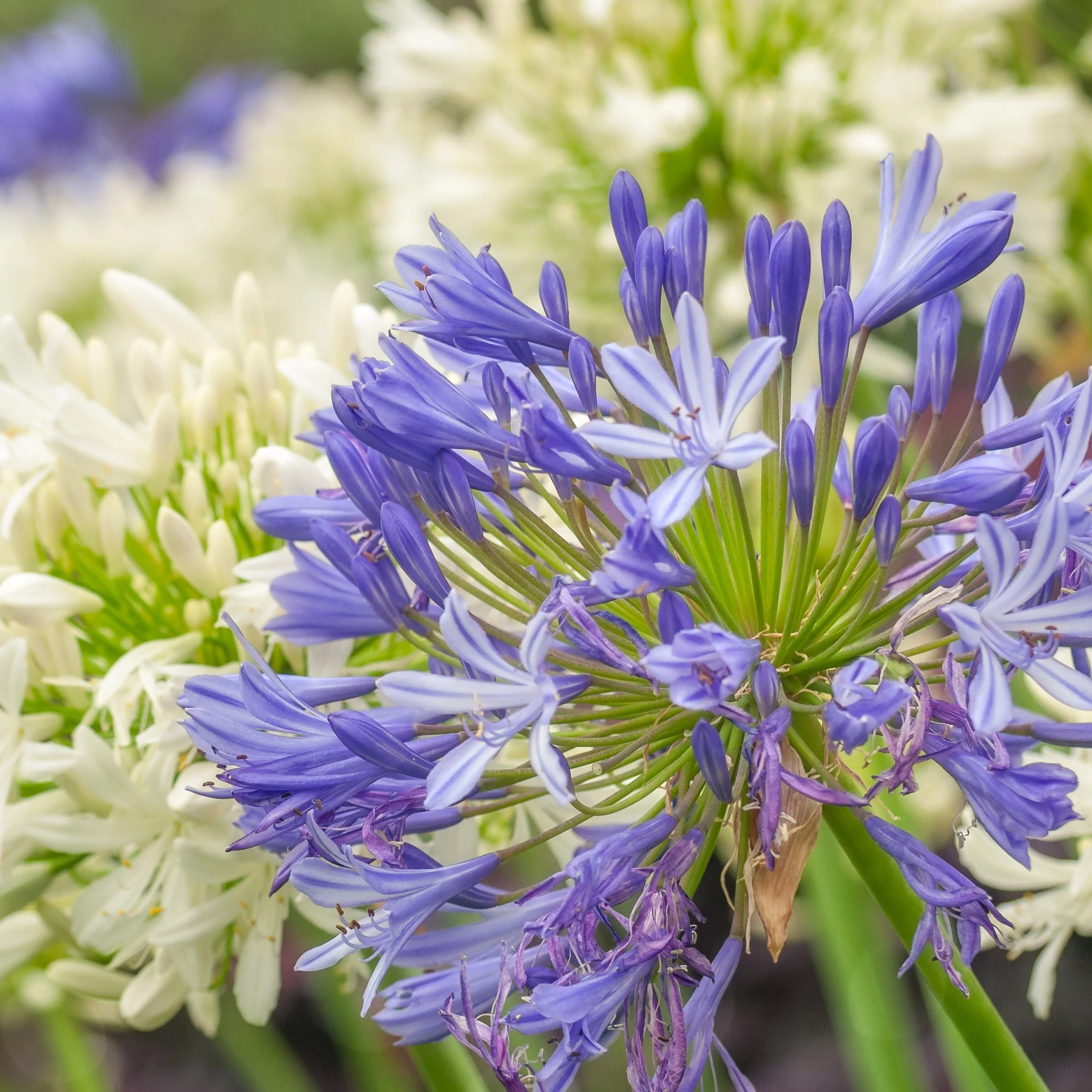 Collection de 7 plantes vivaces pour jardins et pots - Image 5