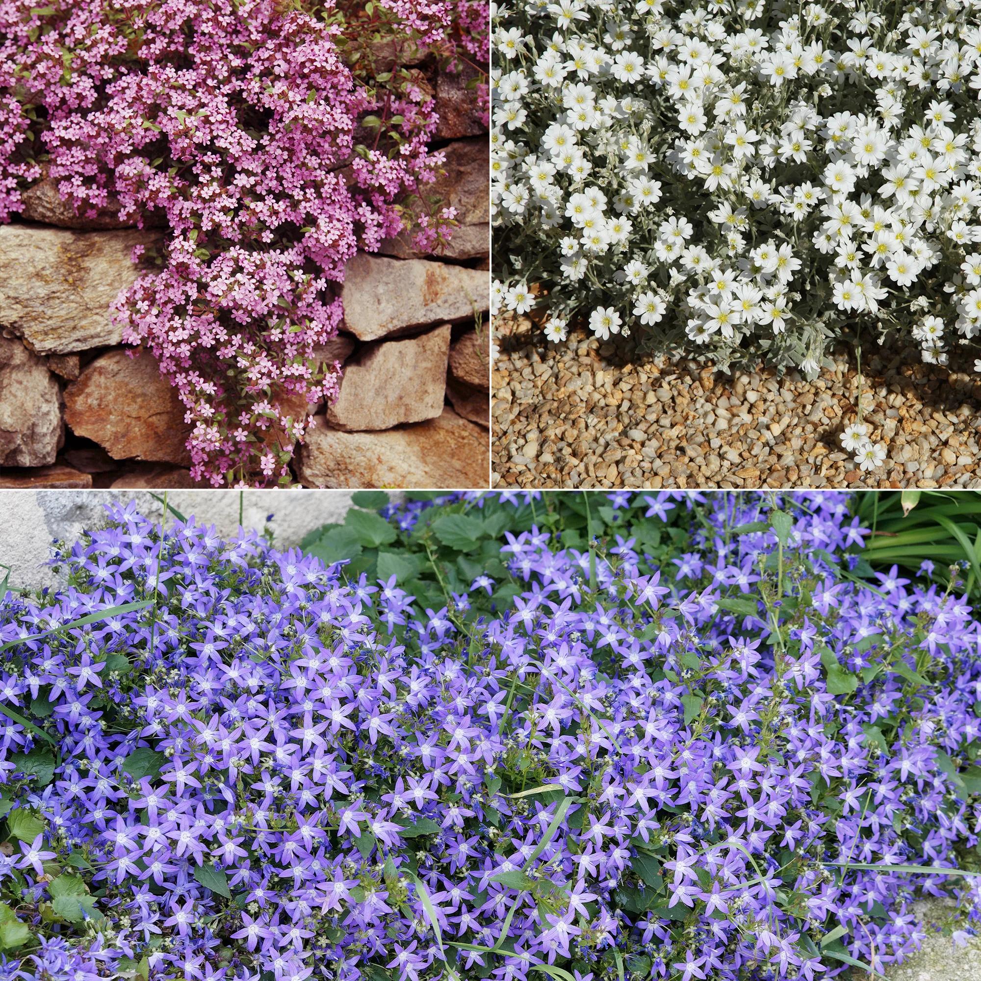 Collection de 13 plantes vivaces rampantes et tapissantes