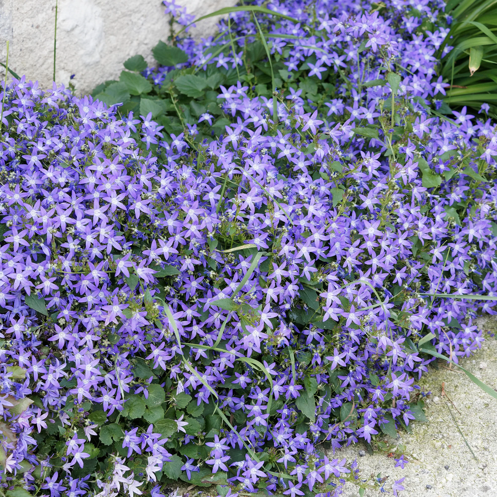 Collection de 13 plantes vivaces rampantes et tapissantes - Image 4