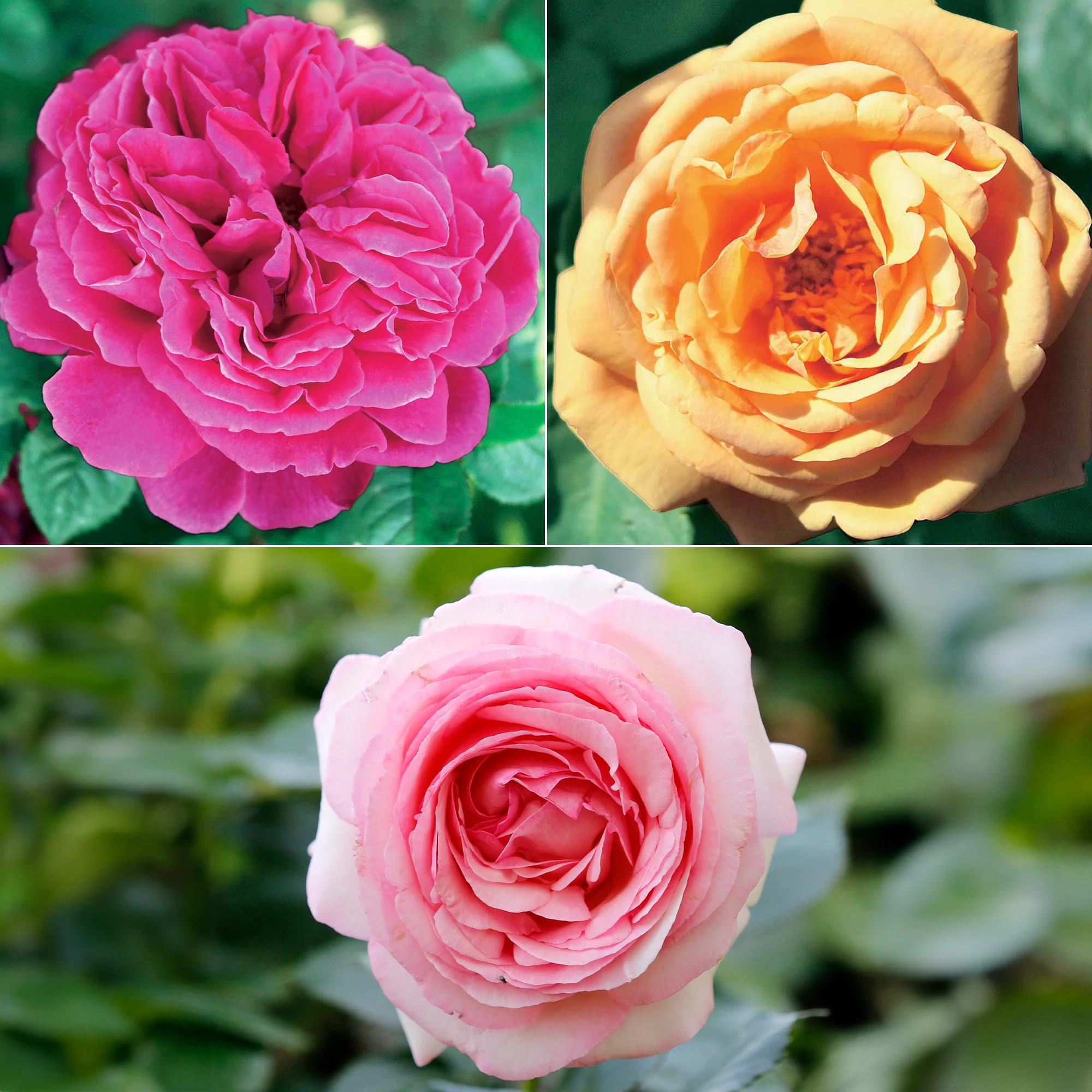 Collection de 3 Rosiers anglais : Fish Ausgreen, Charlie, Her's Ausgreen