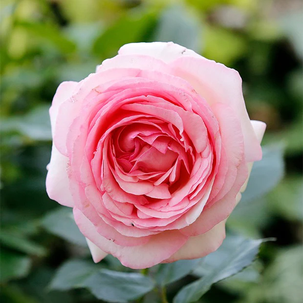 Collection de 2 Rosiers : Anglais Her's Ausgreen et Ausgreen's winne - Image 2