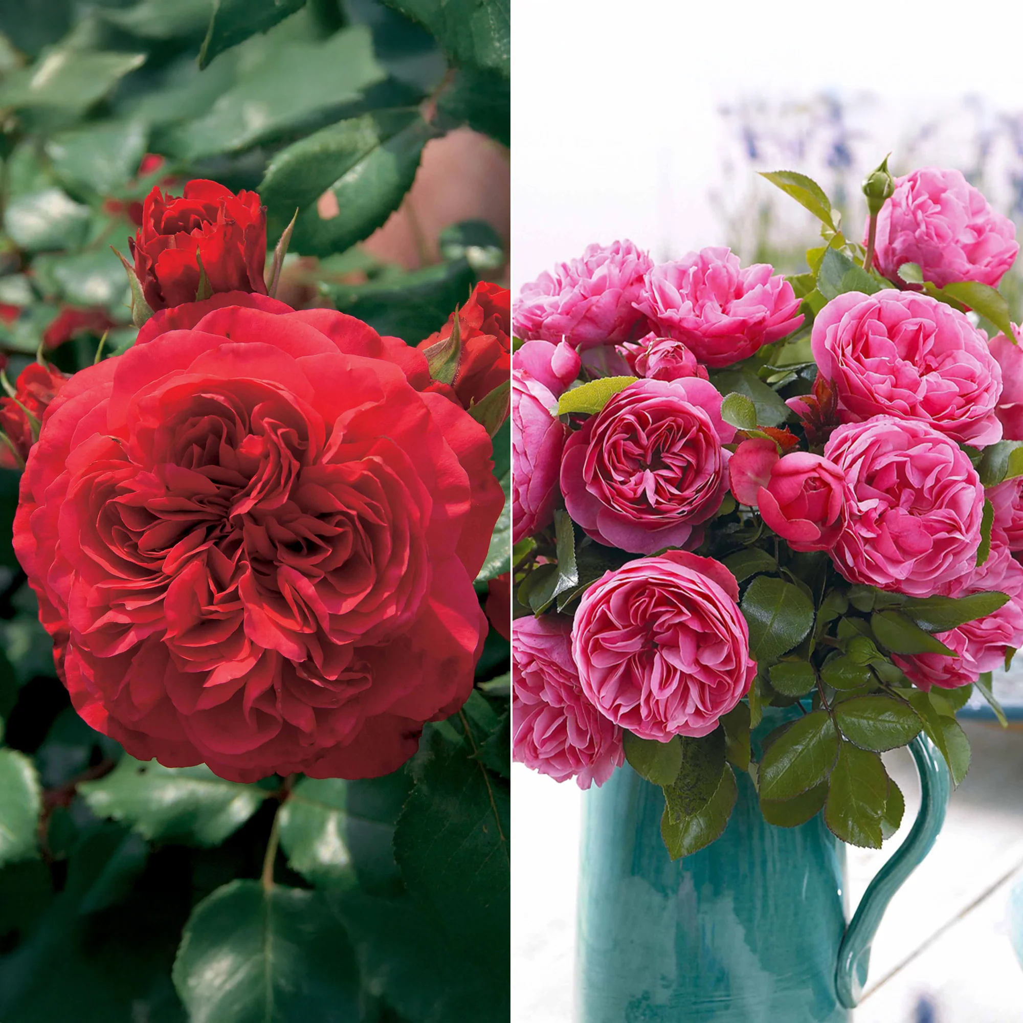 Collection de 2 Rosiers floribunda : Red Leonardo Da Vinci et Leonardo Da Vinci