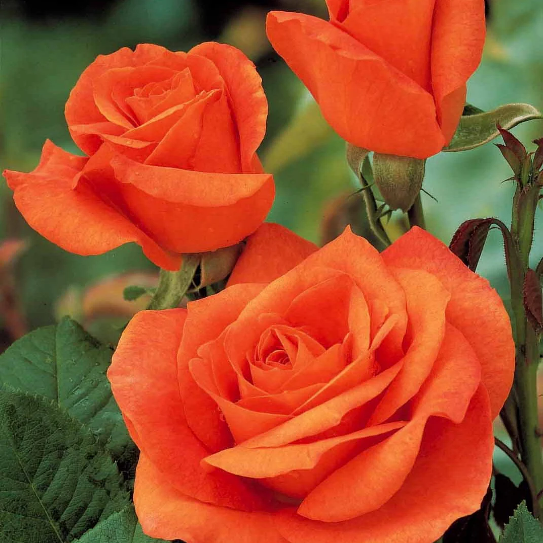 Collection de 5 Rosiers pour bouquets - Image 4