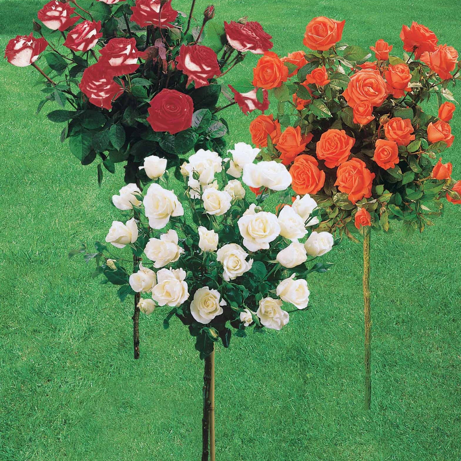 Collection de 3 Rosiers tiges : Ramona, Korbin, Osiria - Image 6