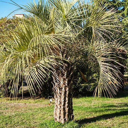 Collection de trois palmiers rustiques pour décor immédiat