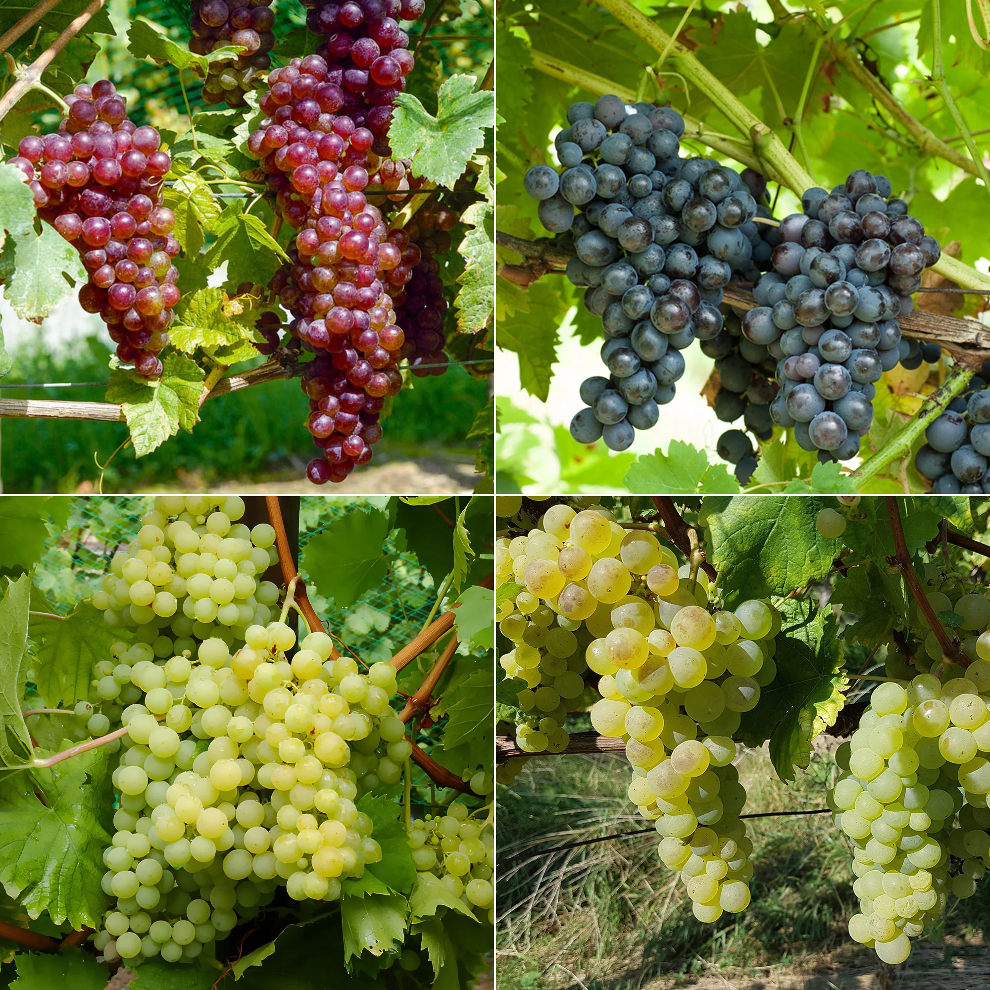 Collection de 4 vignes