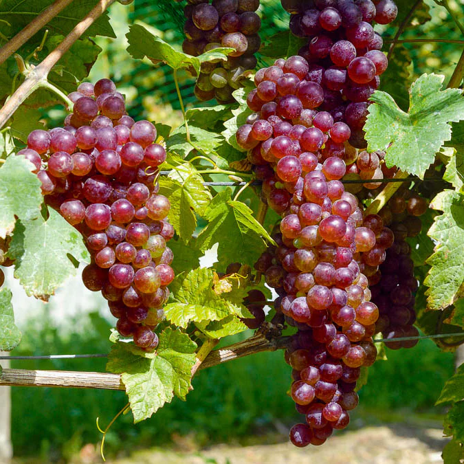 Collection de 4 vignes - Image 2