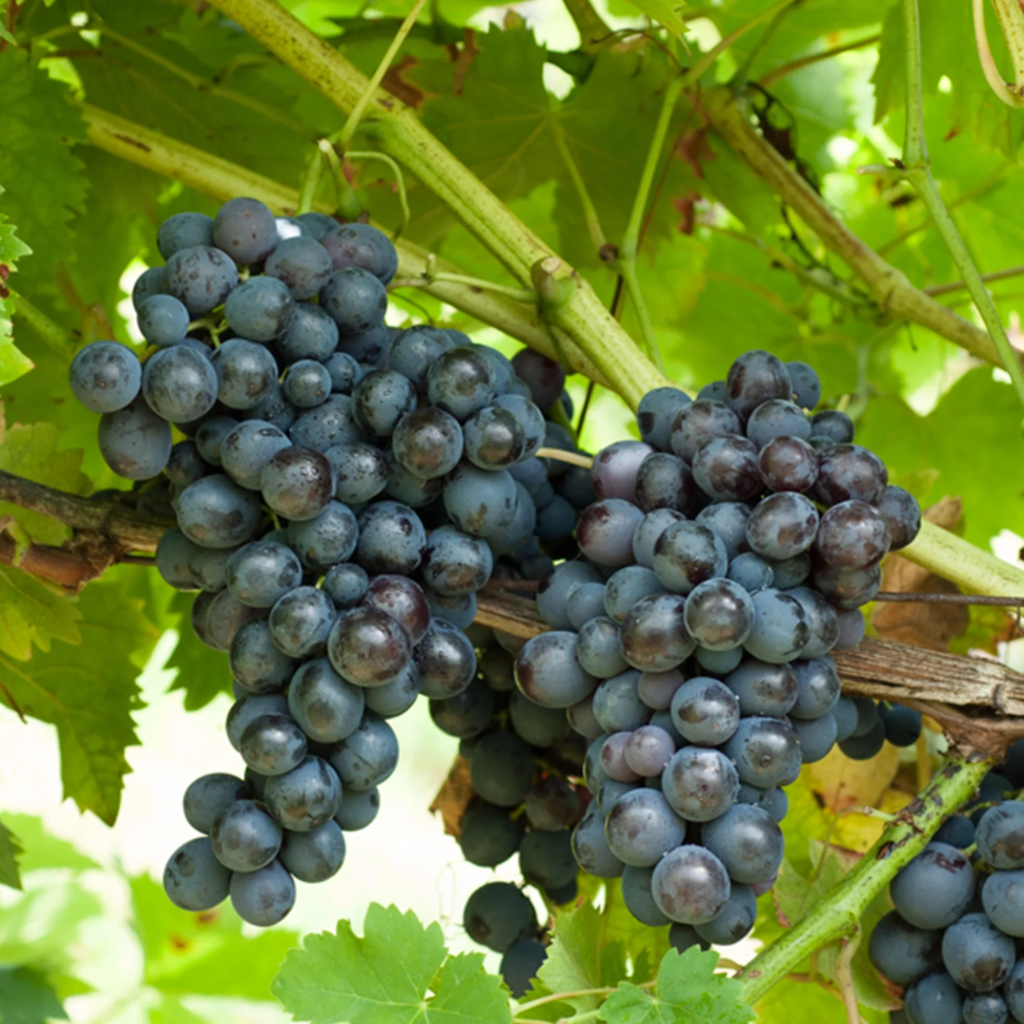 Collection de 4 vignes - Image 3