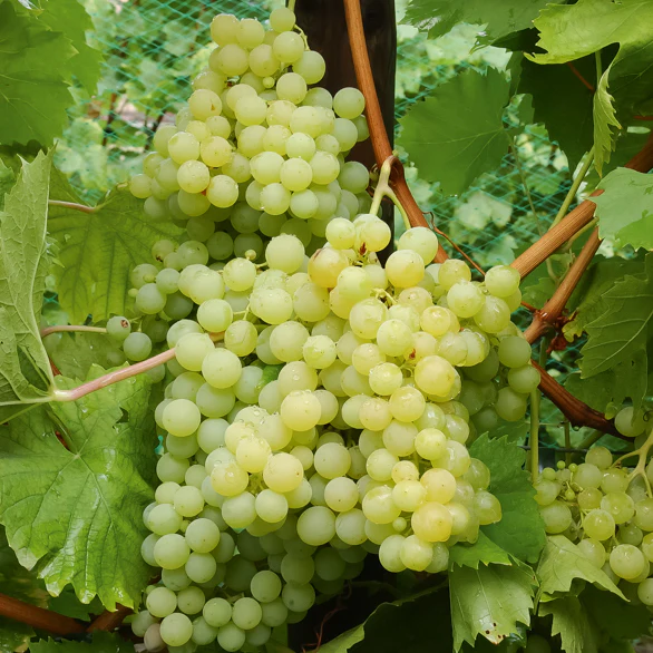 Collection de 4 vignes - Image 4