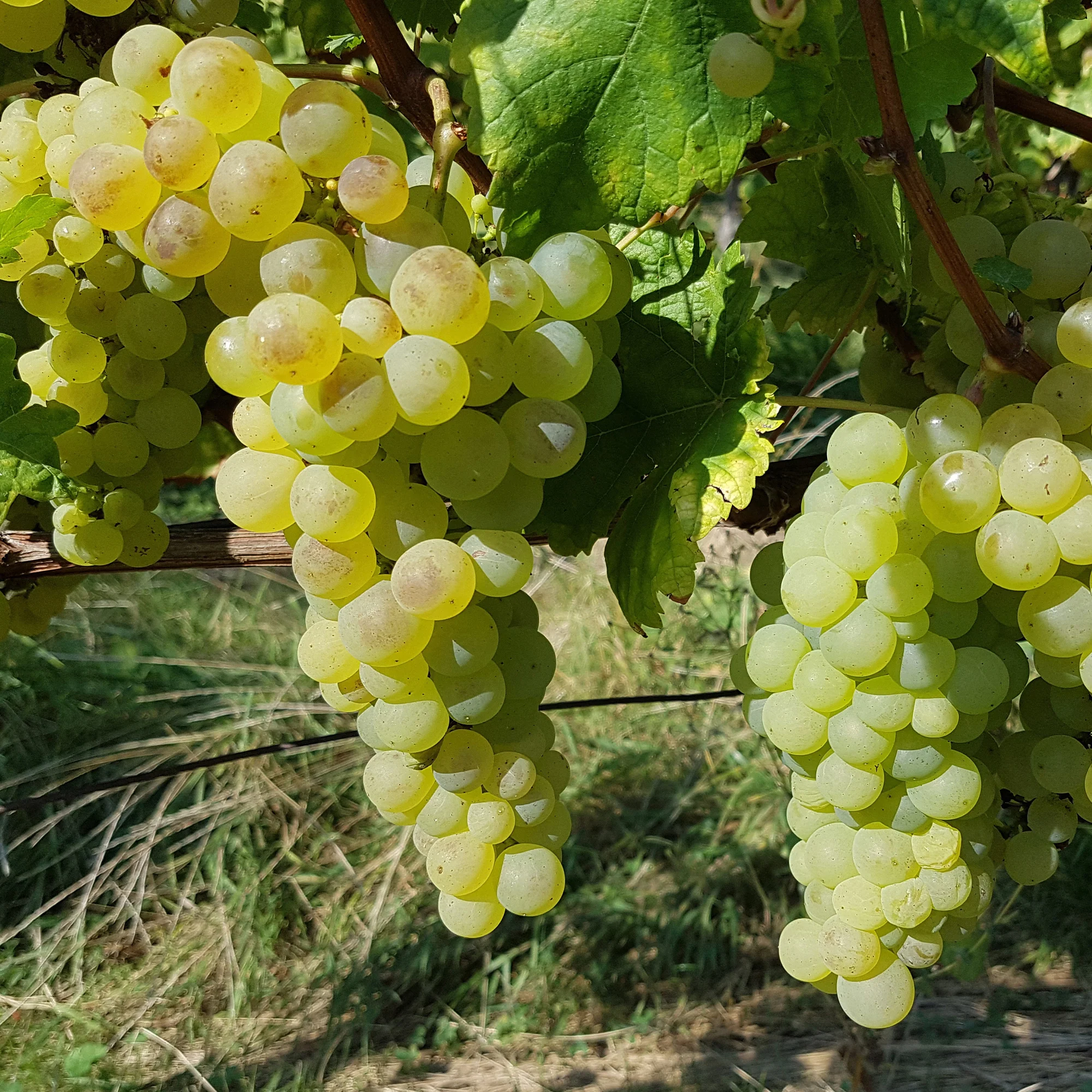 Collection de 4 vignes - Image 5