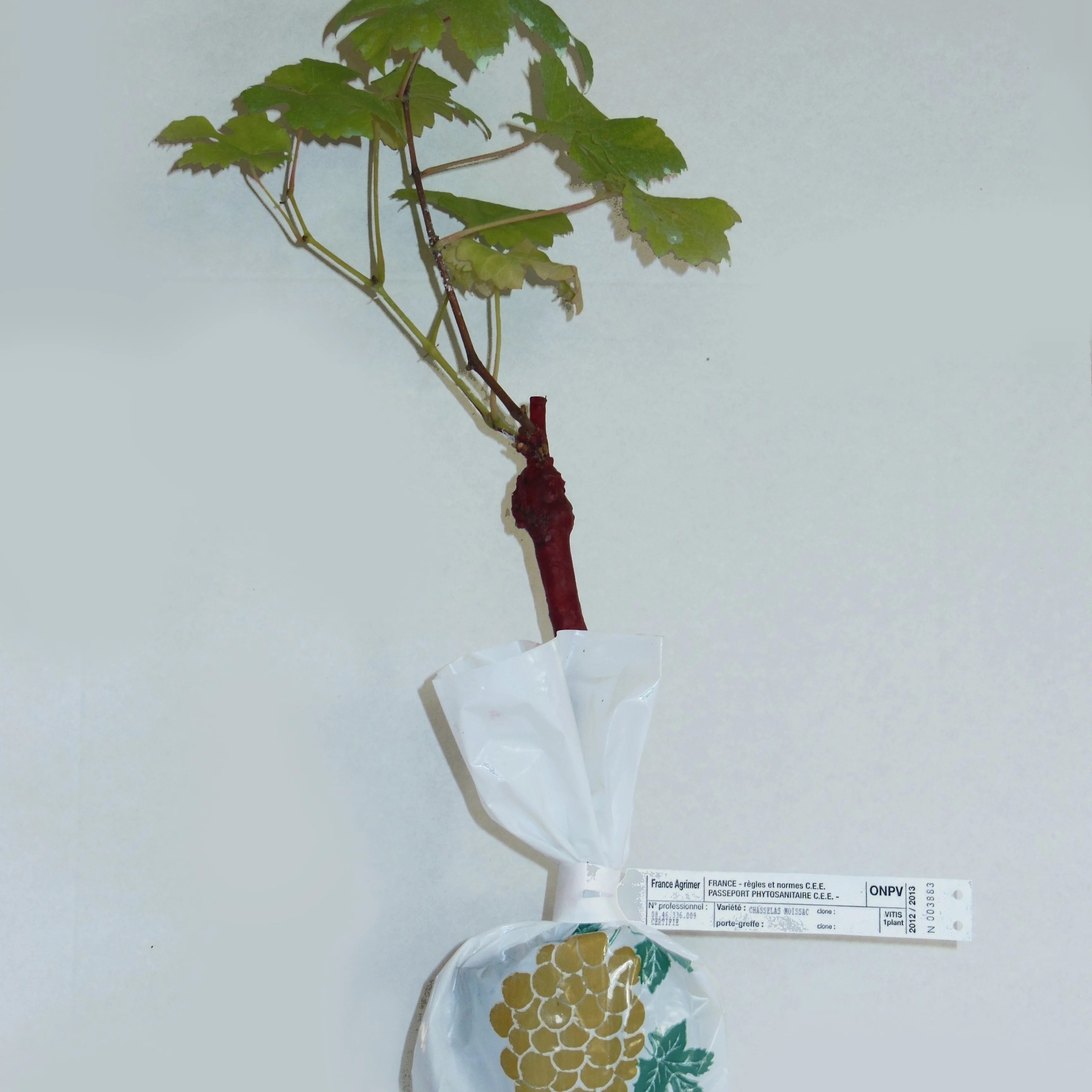 Collection de 4 vignes - Image 6