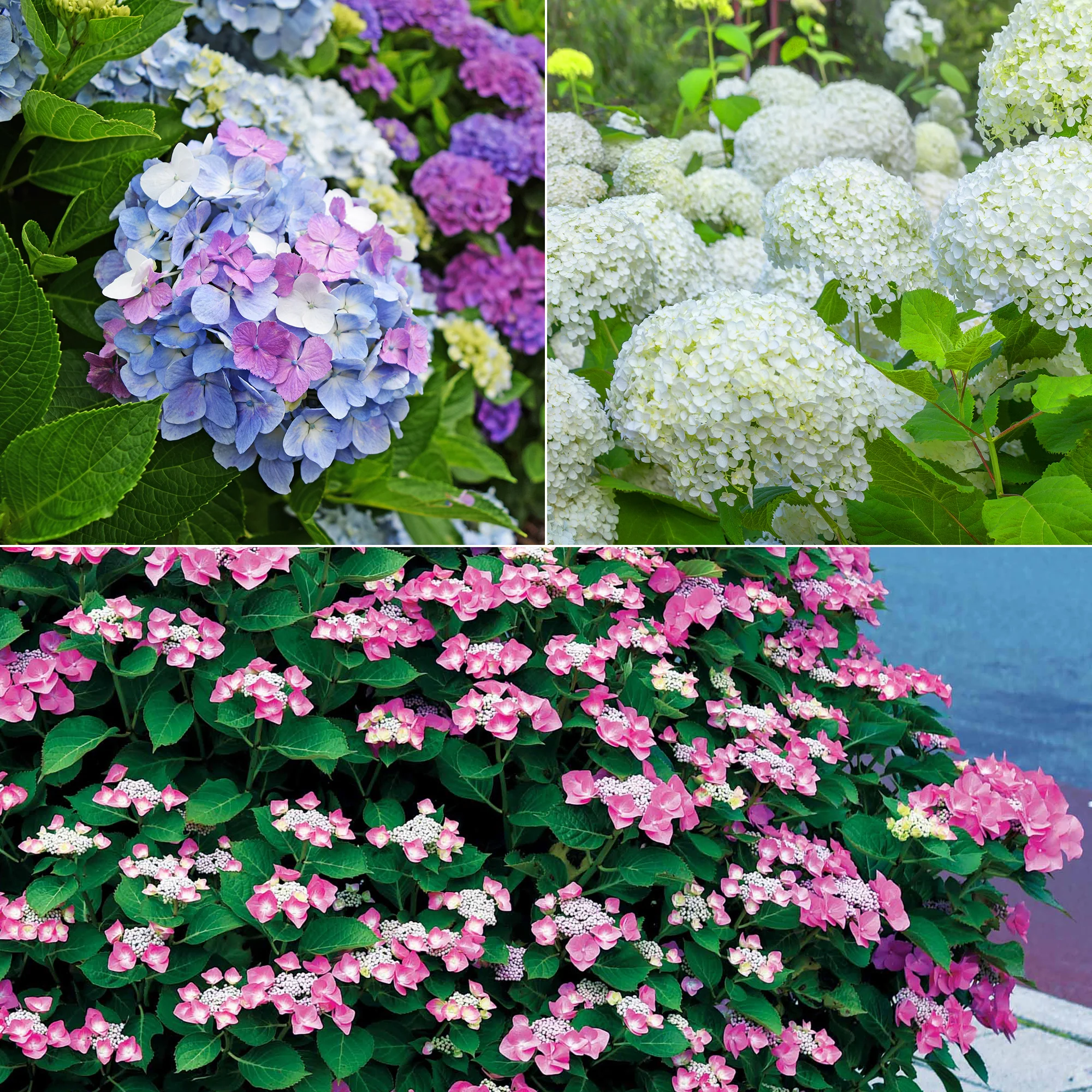 Collection d'Hortensias pour massifs et haies fleuris - 3 arbustes