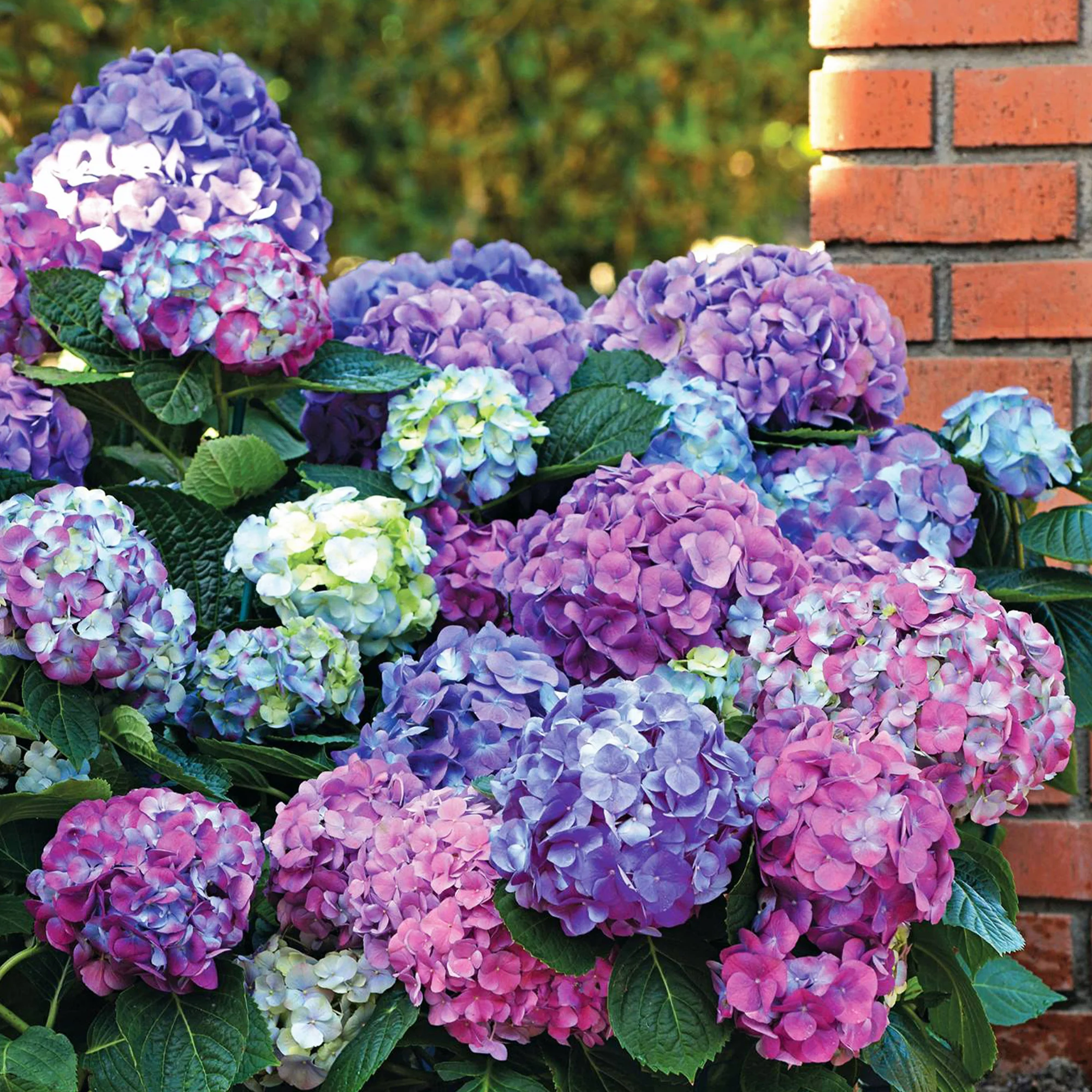 Collection d'Hortensias pour massifs et haies fleuris - 3 arbustes - Image 5