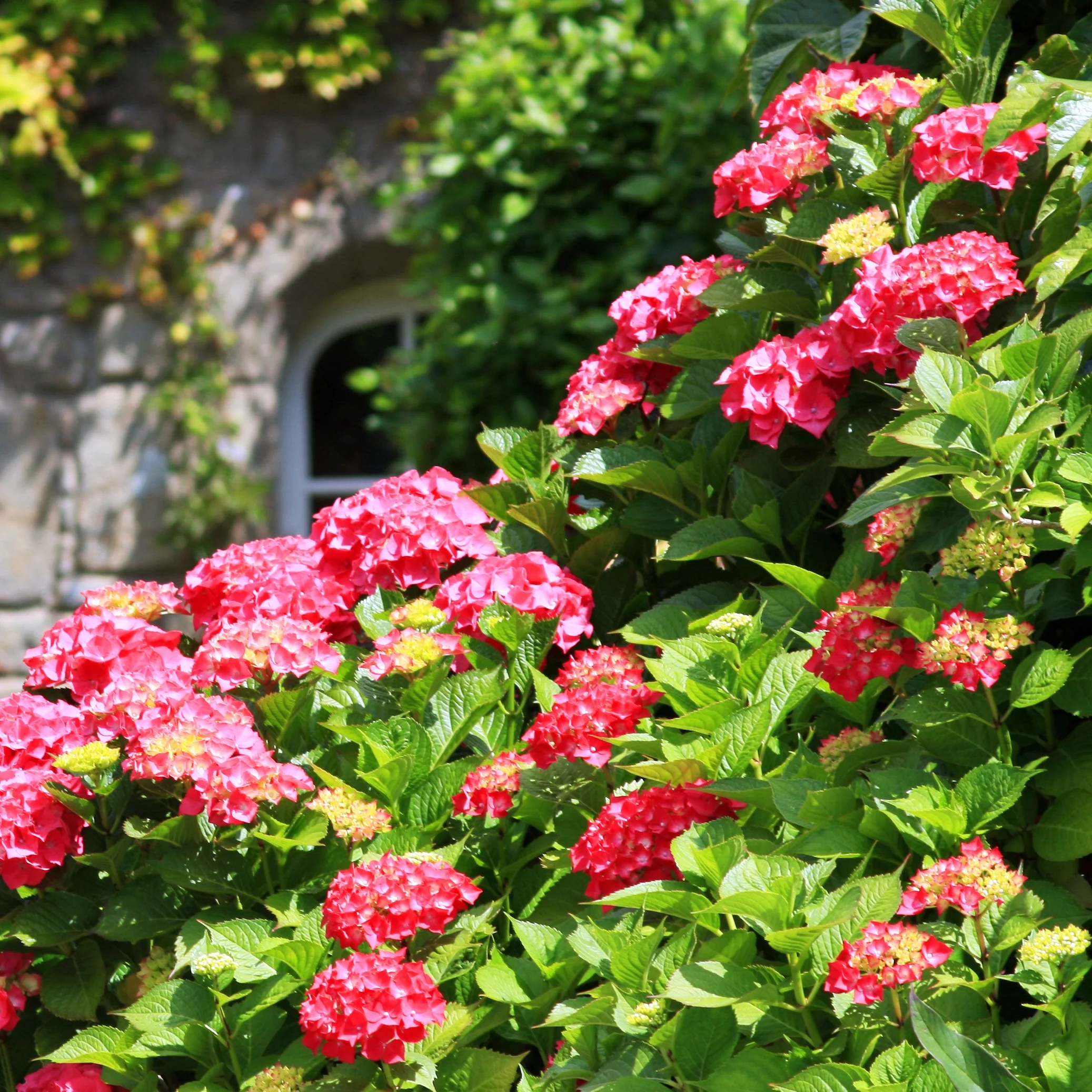 Collection de 3 Hortensias : rouge, bleu, rose - Image 4