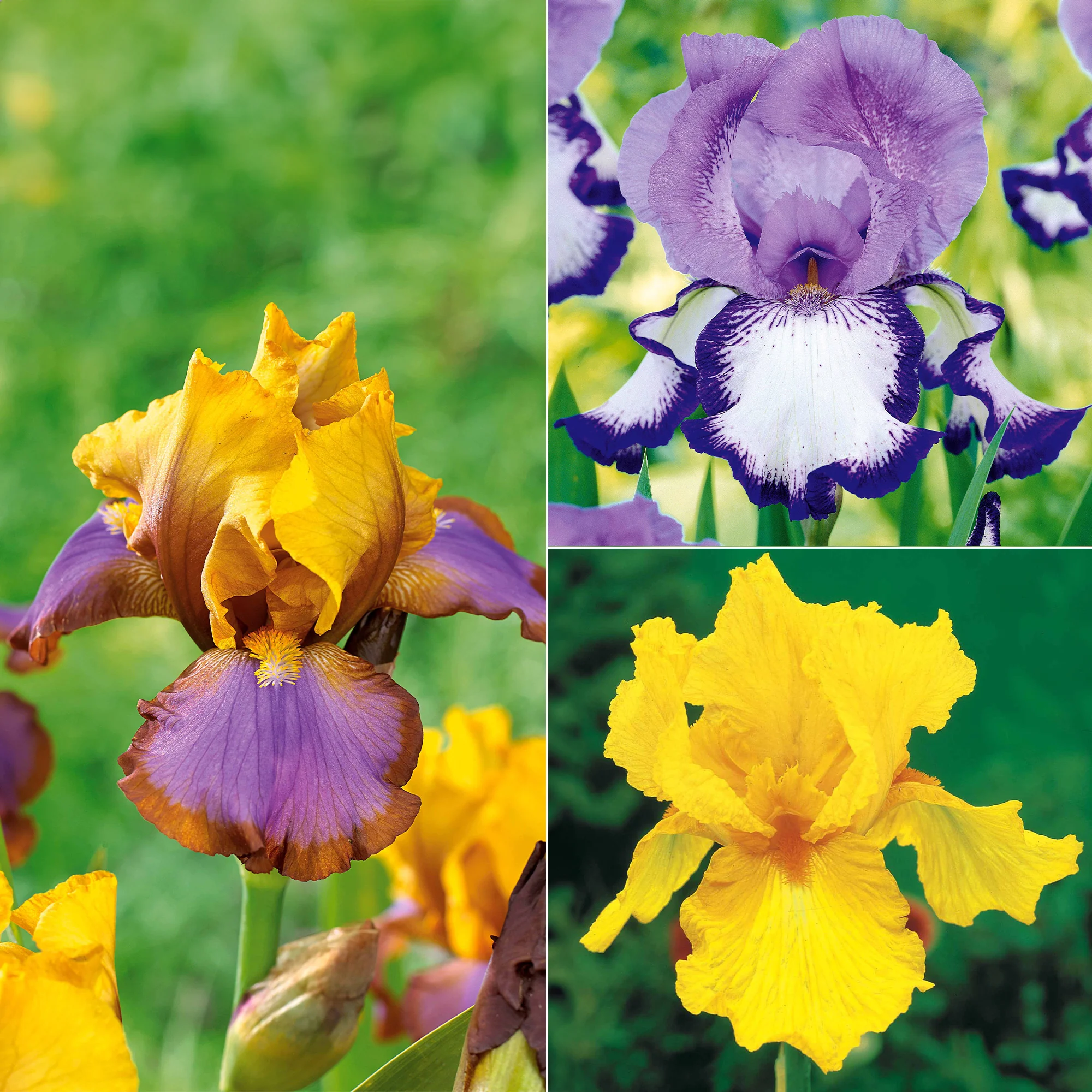 Collection de 6 Iris de jardin : Lasso, Bordure, Sangreal