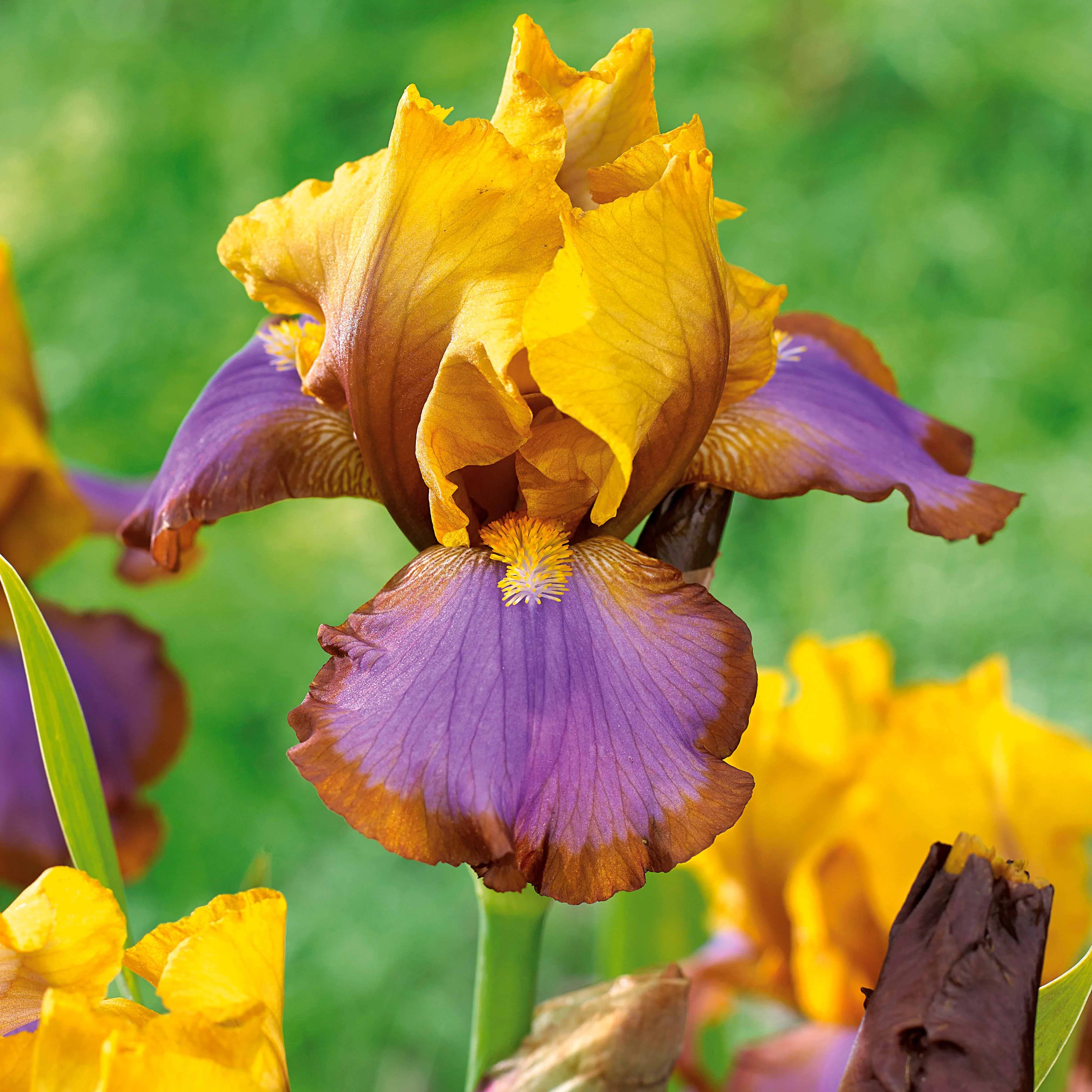 Collection de 6 Iris de jardin : Lasso, Bordure, Sangreal - Image 2