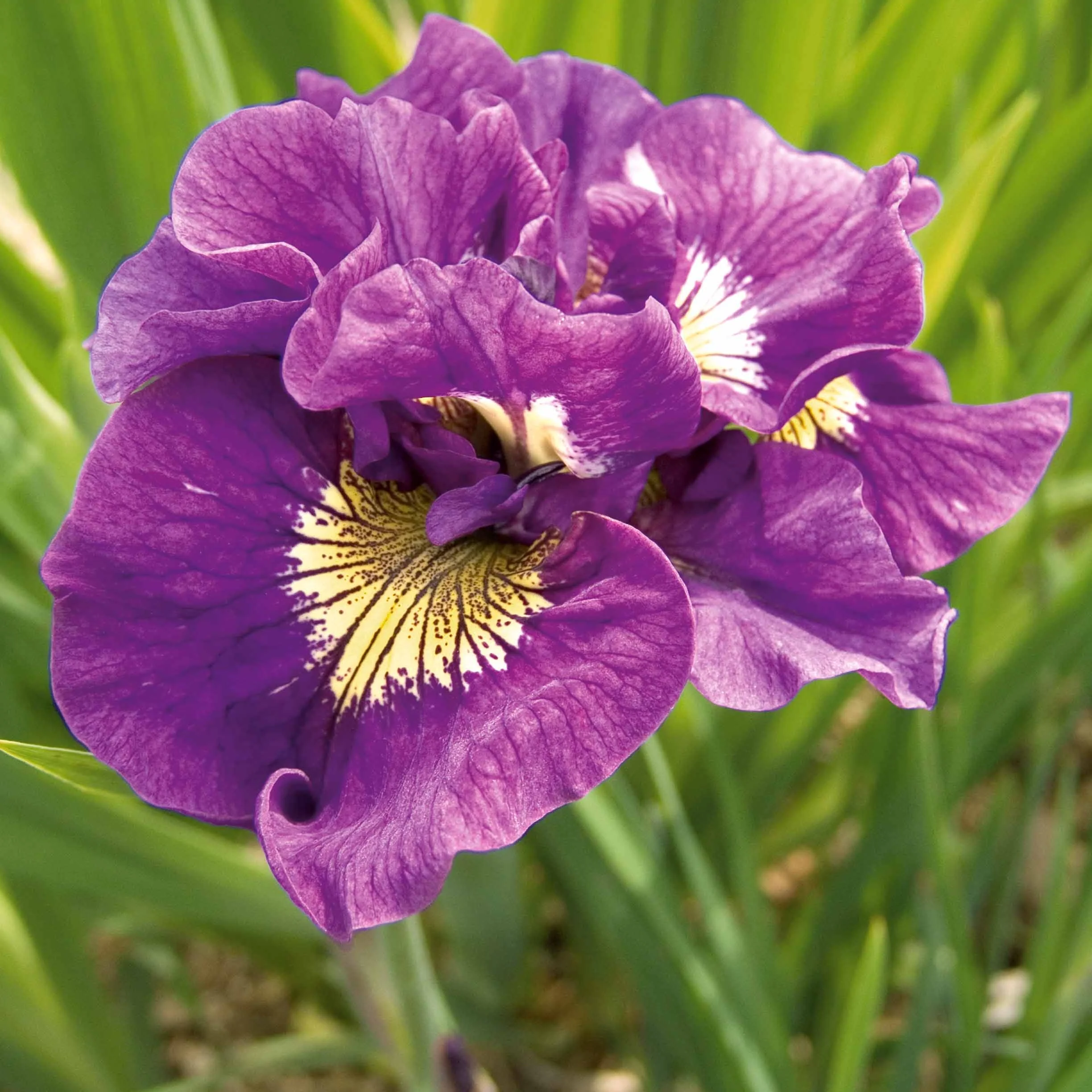 Collection de 6 Iris de Sibérie - Image 2