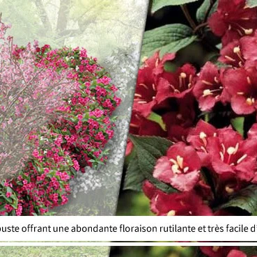 Collection Haie des quatre saisons- 18 arbustes EXTRA (3/5 branches) - Image 8